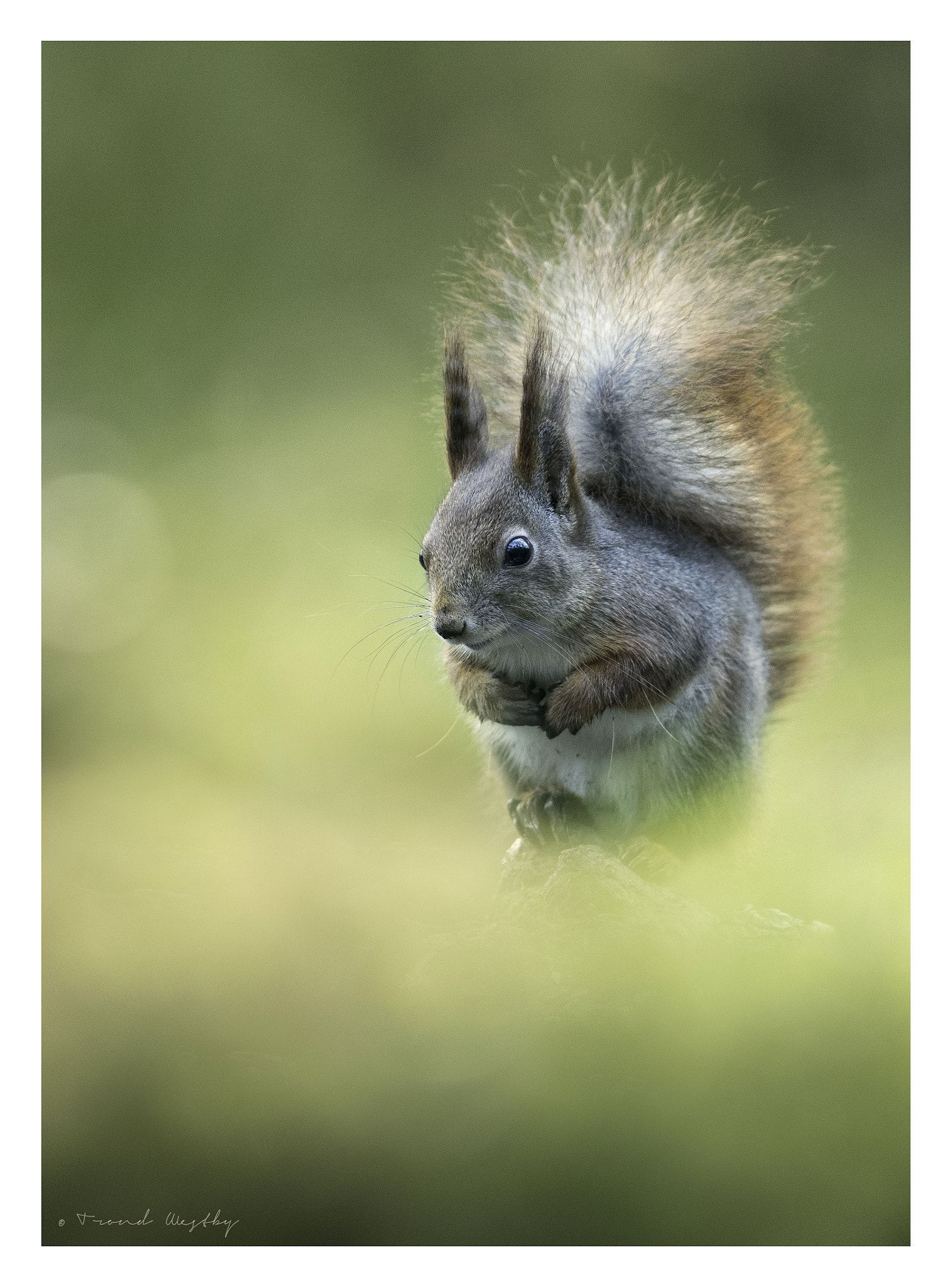 Nikon AF-S Nikkor 300mm F2.8G ED VR II sample photo. Red squirrel photography