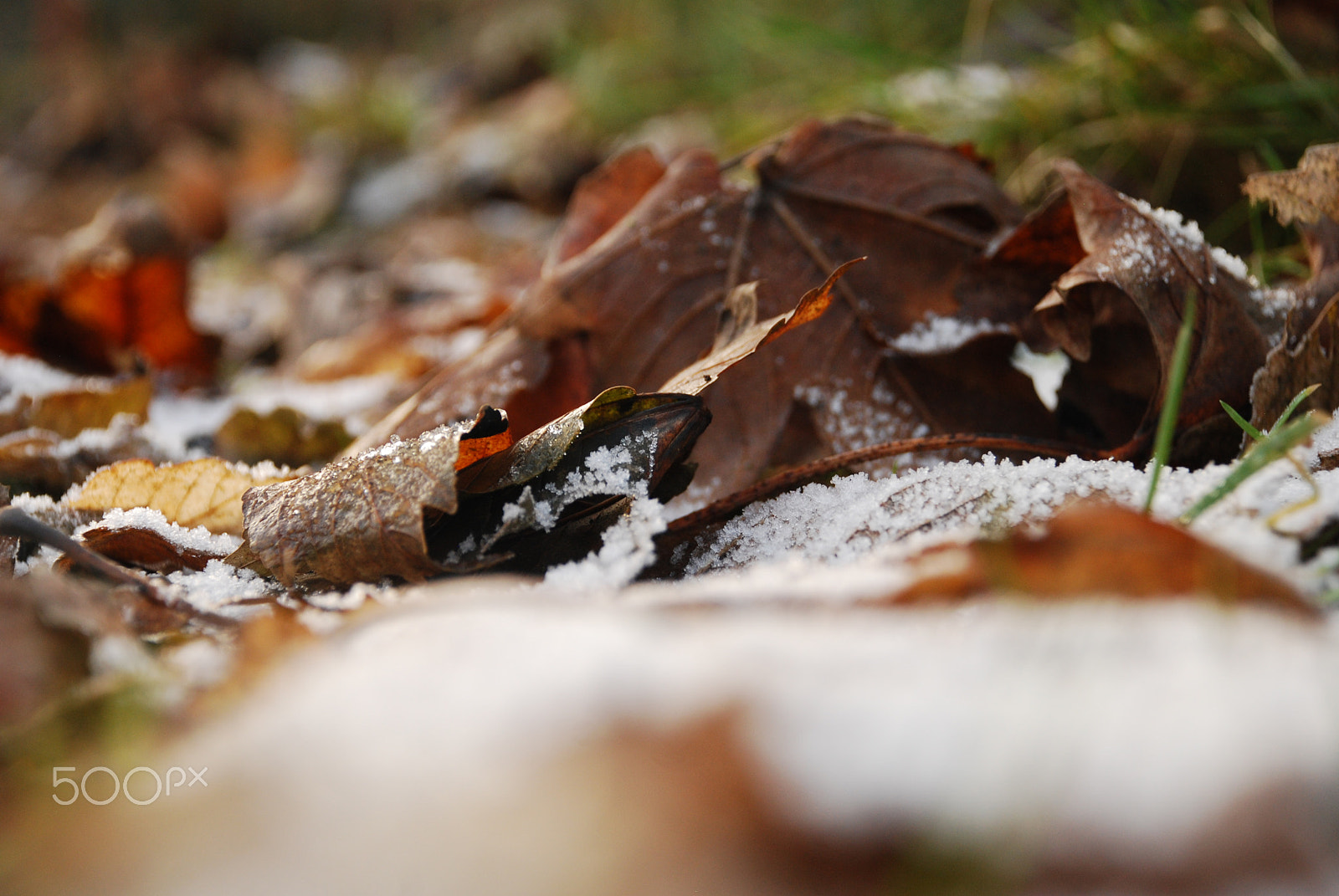 Nikon D40X sample photo. The last snow photography