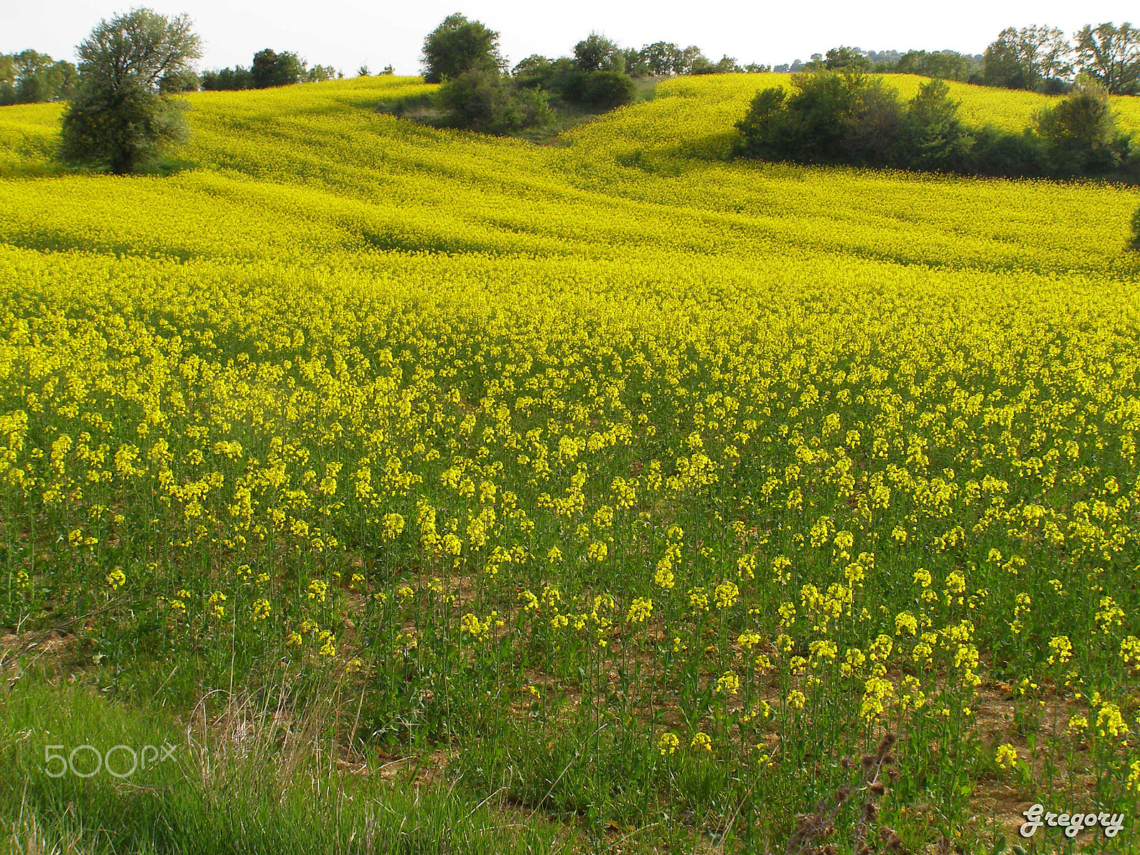 Olympus SP500UZ sample photo. Springtime in vertiskos countryside photography