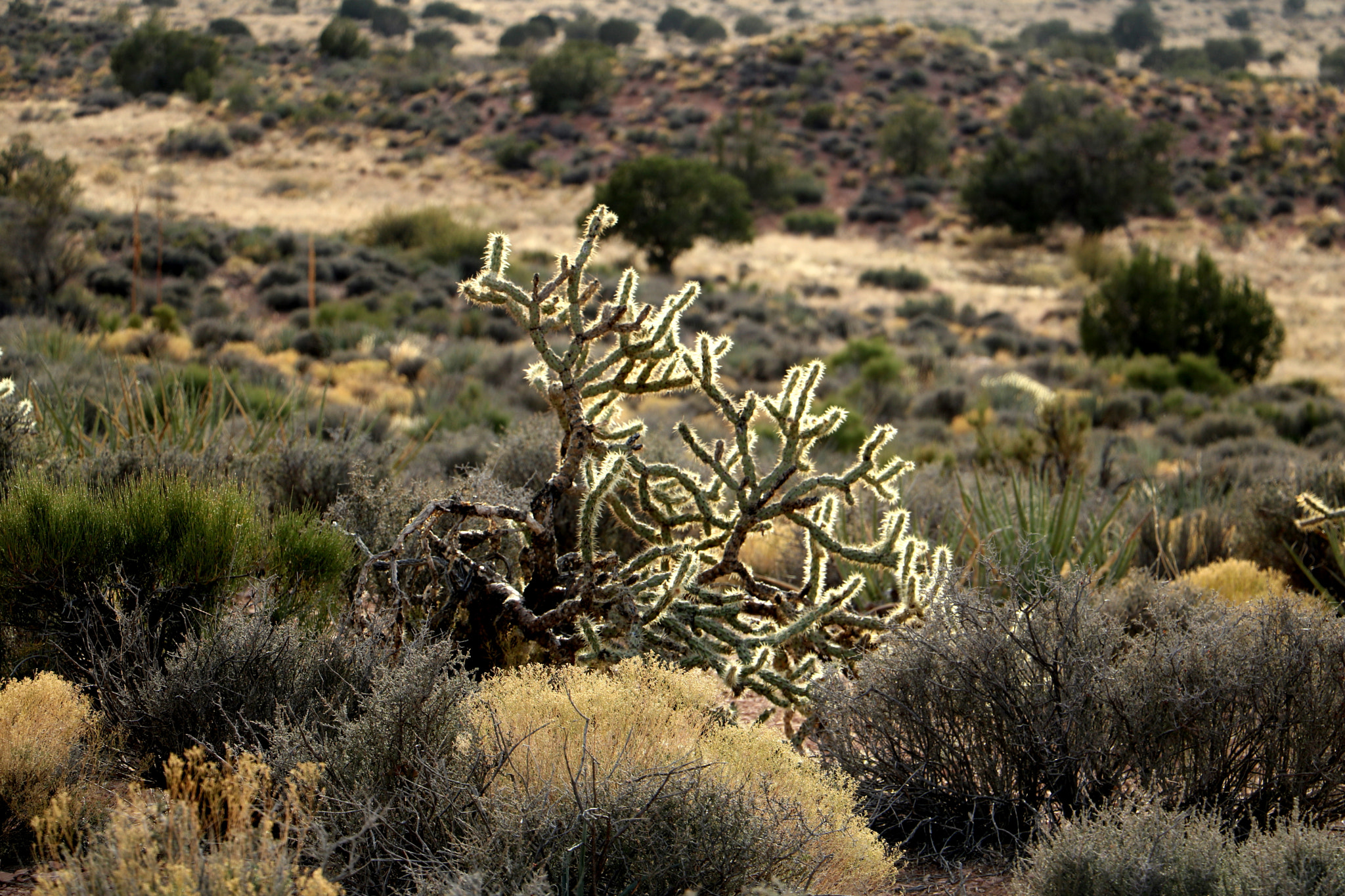 Canon EOS 750D (EOS Rebel T6i / EOS Kiss X8i) sample photo. South rim photography