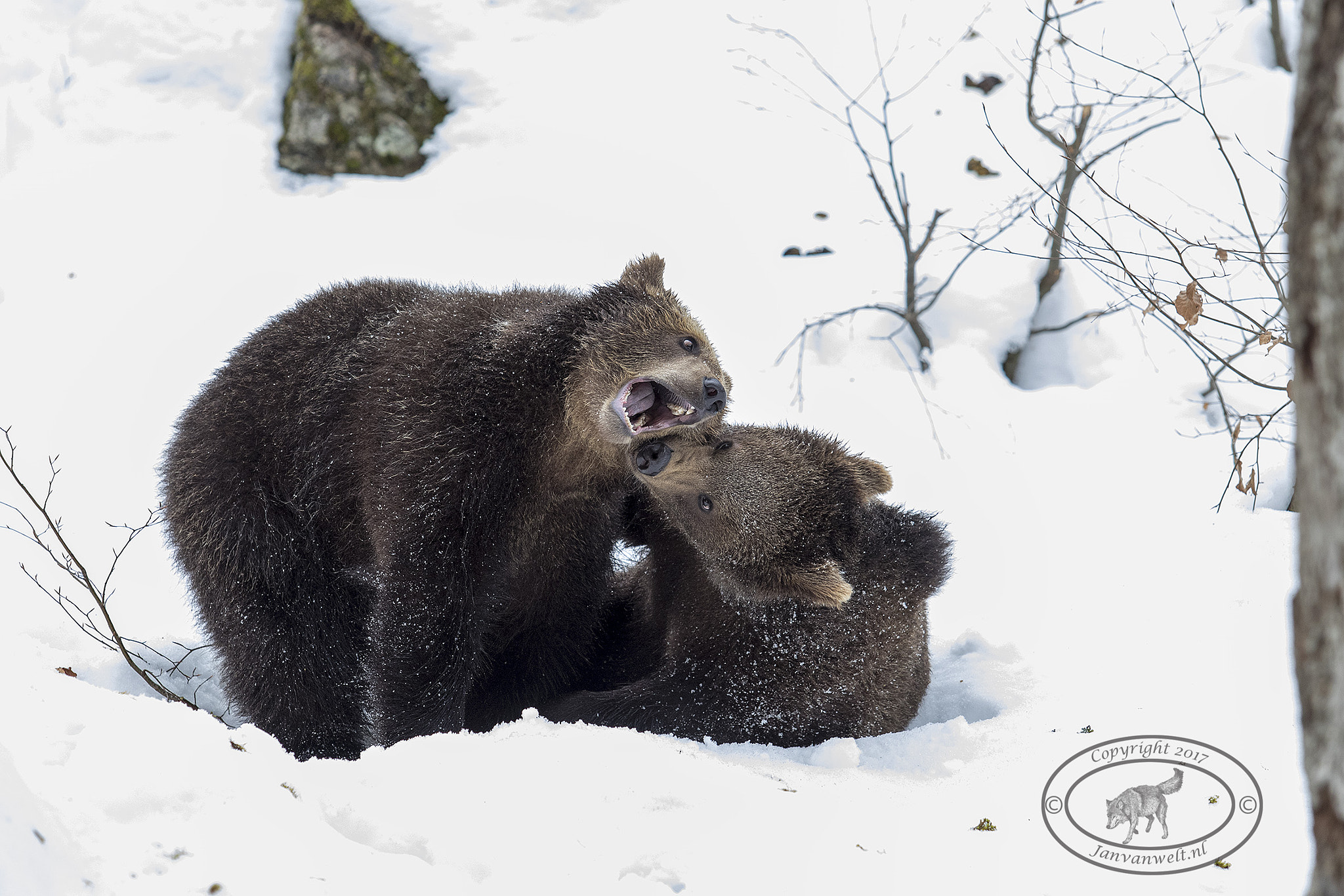 Canon EF 70-200mm F2.8L USM sample photo. Figthing bears photography