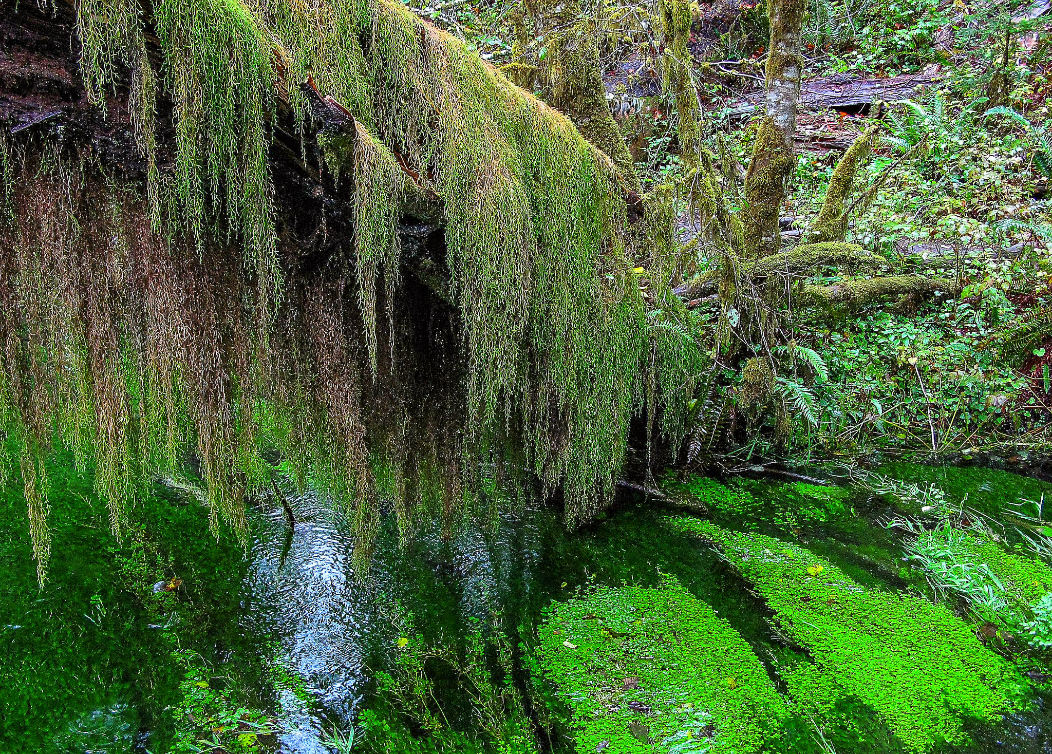 Canon POWERSHOT G7 sample photo. Emerald glory photography
