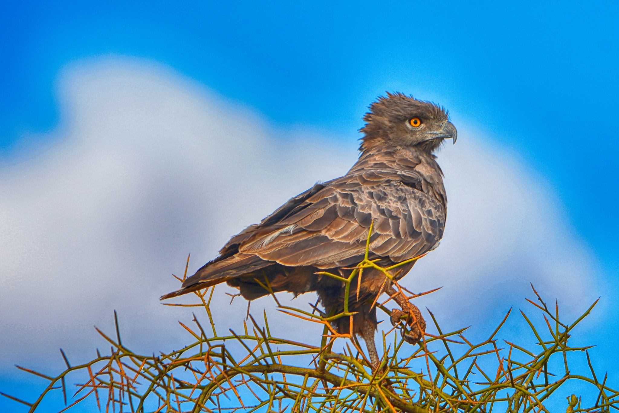 Sigma 150-500mm F5-6.3 DG OS HSM sample photo. Brown snake eagle, brązowy orzeł wąż photography