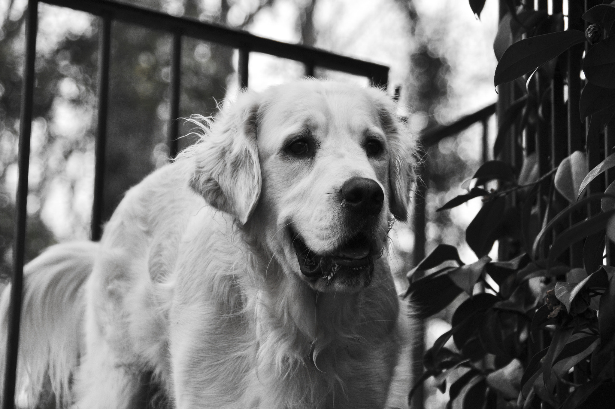 Nikon D5000 sample photo. White gaze photography