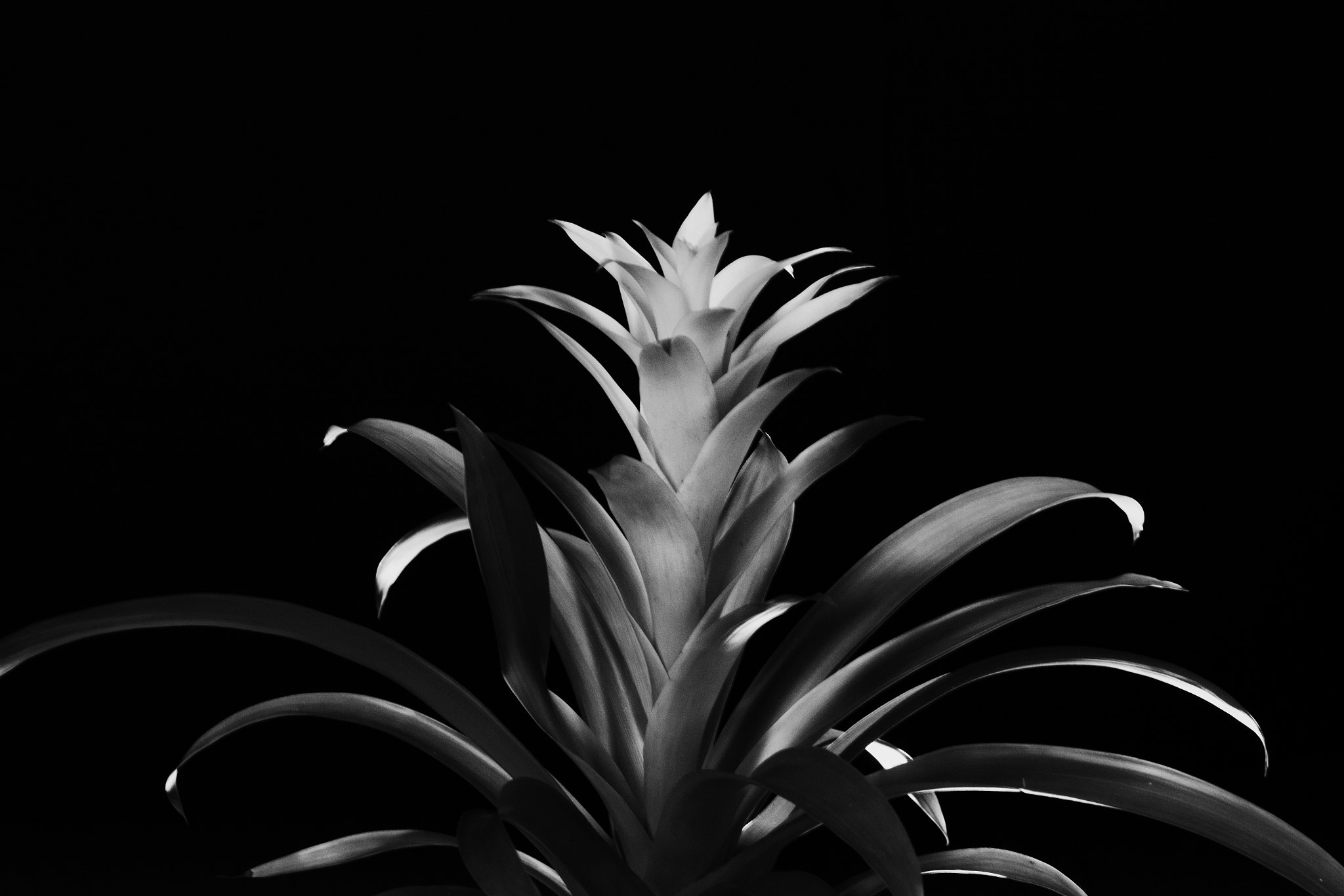 Sigma 105mm F2.8 EX DG OS HSM sample photo