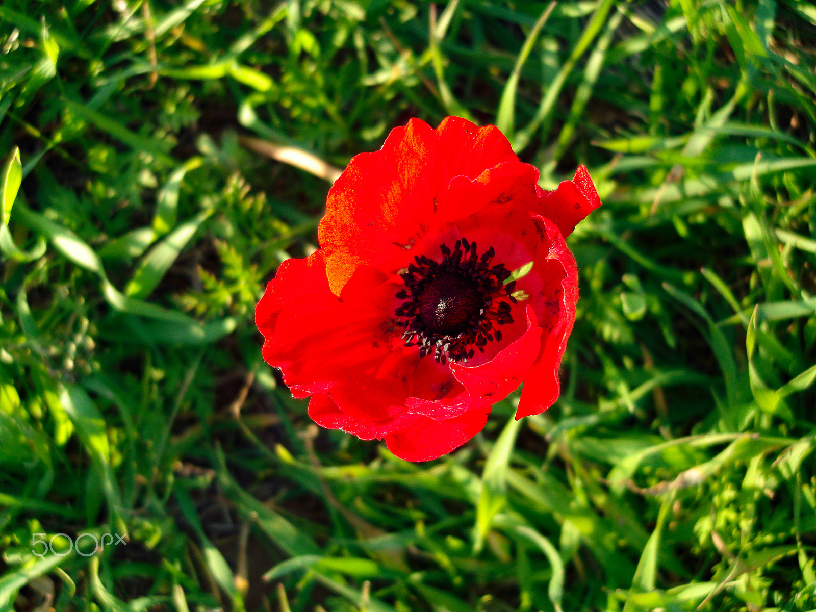 Sony DSC-N1 sample photo. Red anemones field winter blooming macro shot in green grass fie photography