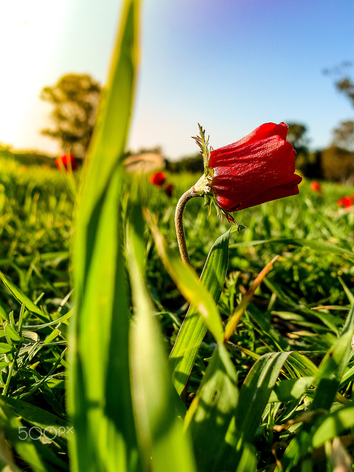 Sony DSC-N1 sample photo. Red anemones field winter blooming macro shot in green grass fie photography