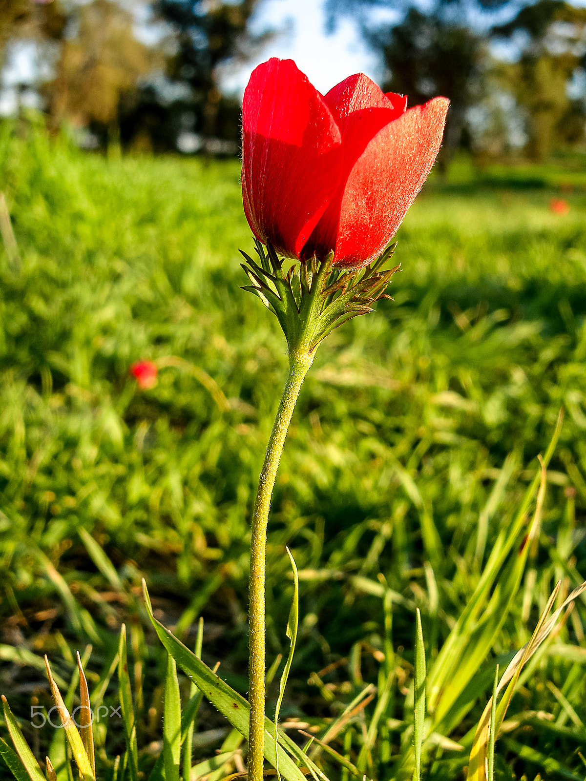 Sony DSC-N1 sample photo. Red anemones field winter blooming macro shot in green grass fie photography