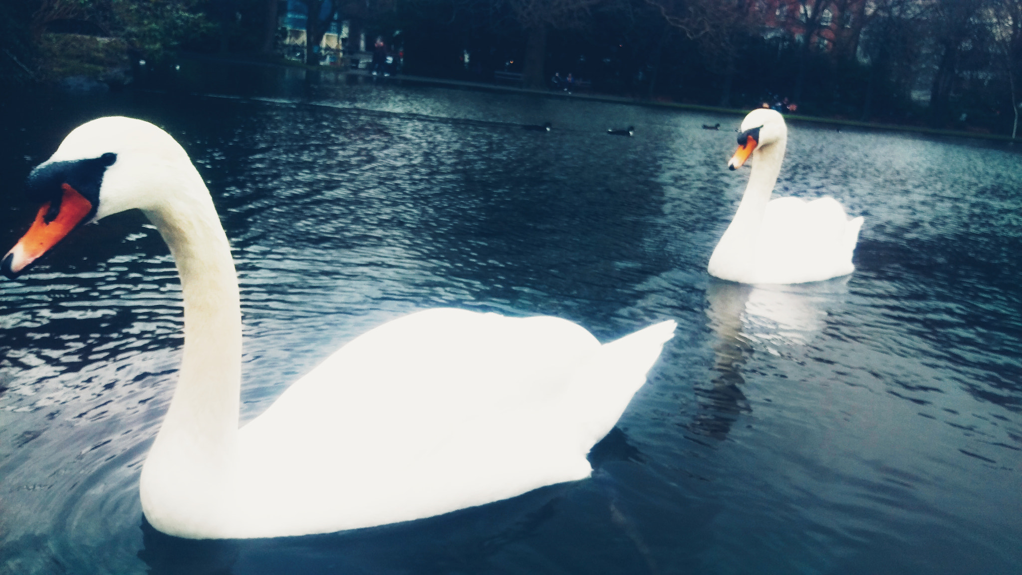 HTC M9 sample photo. Swans photography