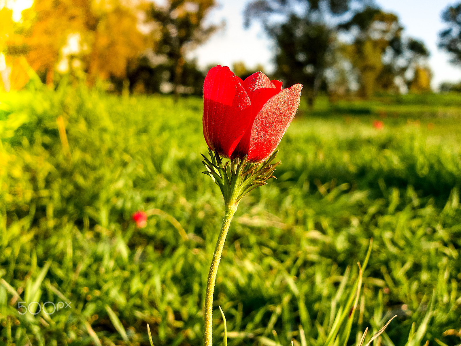 Sony DSC-N1 sample photo. Red anemones field winter blooming macro shot in green grass fie photography