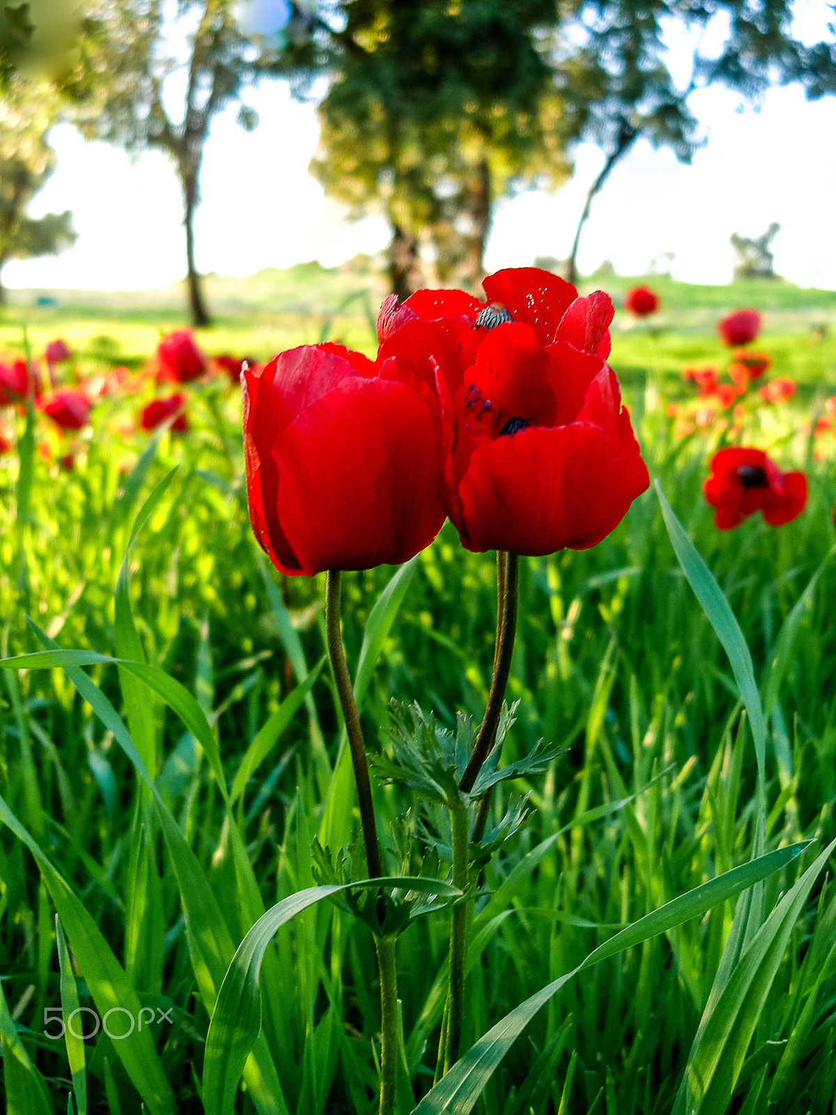 Sony DSC-N1 sample photo. Red anemones field winter blooming macro shot in green grass fie photography