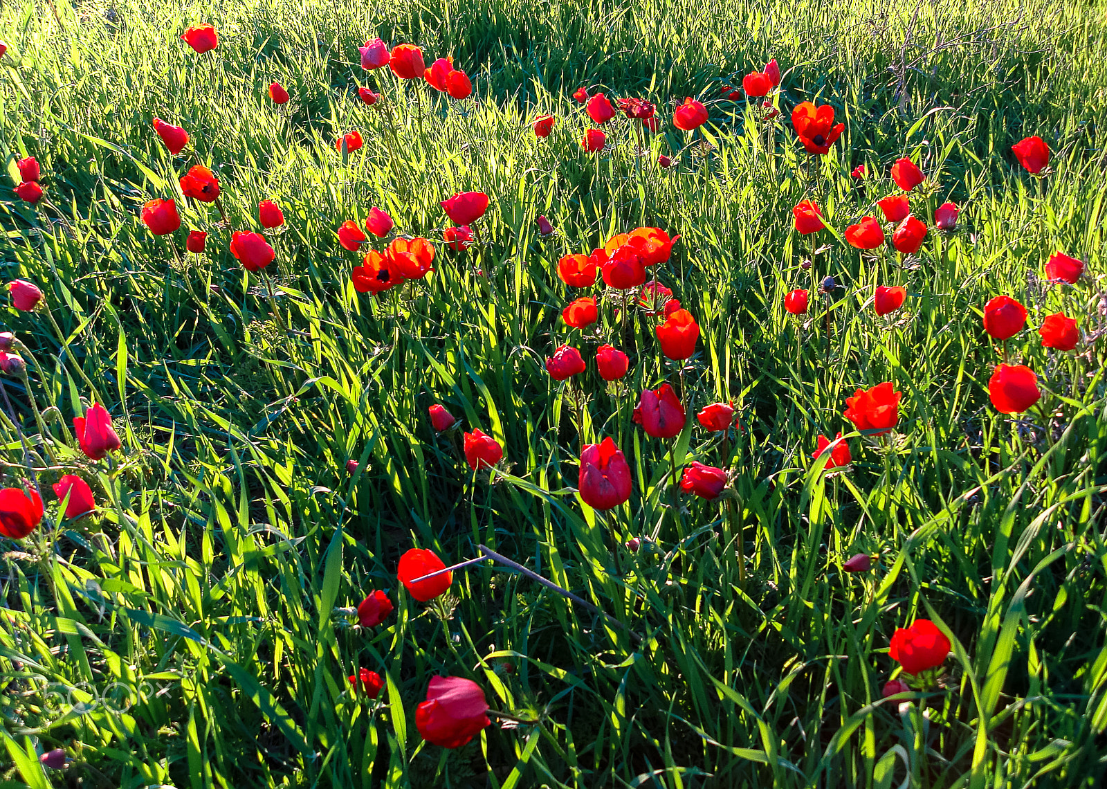 Sony DSC-N1 sample photo. Red anemones field winter blooming macro shot in green grass fie photography