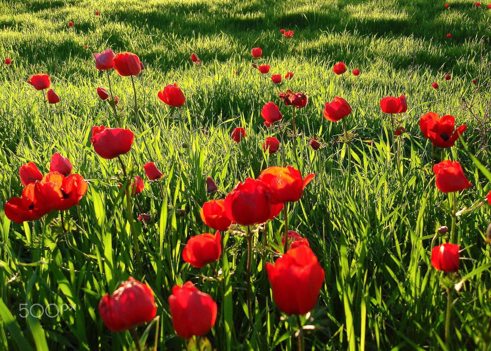 Sony DSC-N1 sample photo. Red anemones field winter blooming macro shot in green grass fie photography