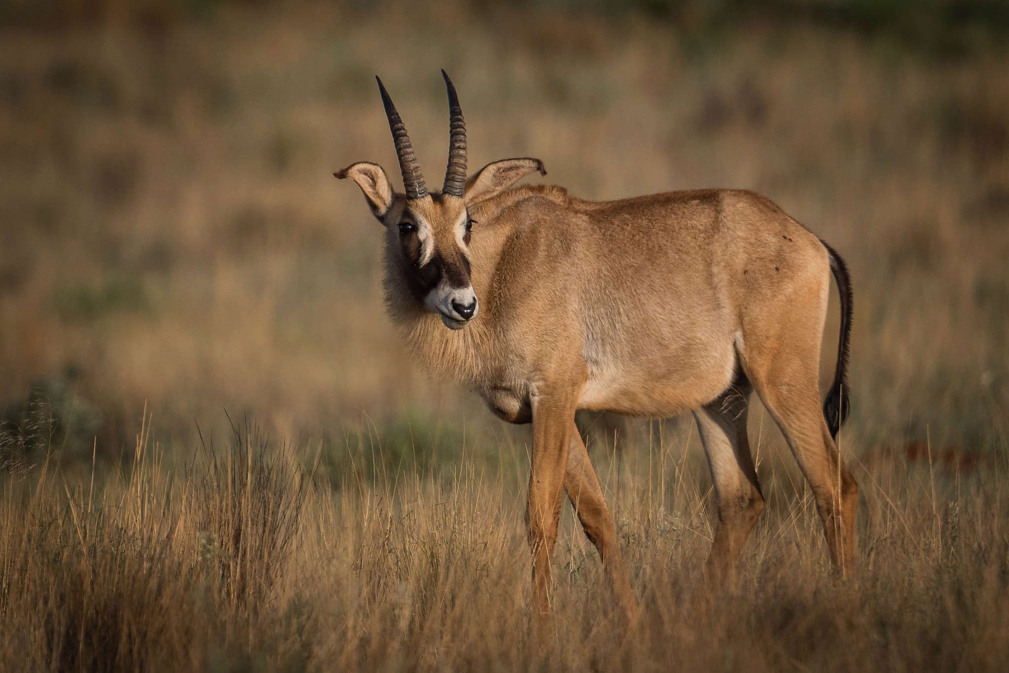 Canon EOS 7D Mark II sample photo. Young roan bull photography