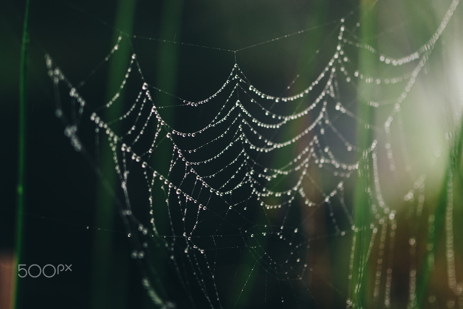 Canon EOS 700D (EOS Rebel T5i / EOS Kiss X7i) sample photo. Wet spider web photography