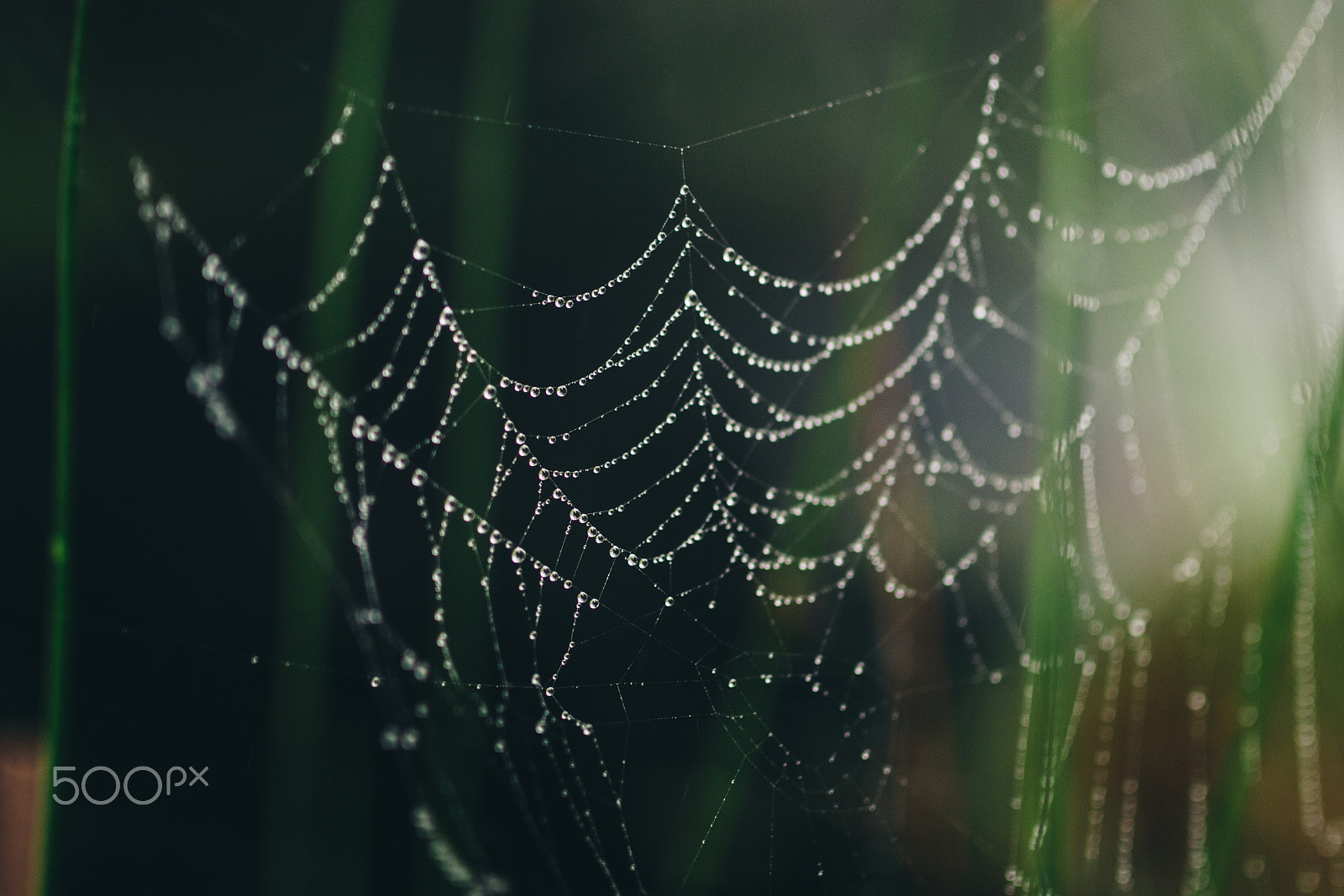 Canon EOS 700D (EOS Rebel T5i / EOS Kiss X7i) + Sigma 35mm F1.4 DG HSM Art sample photo. Wet spider web photography