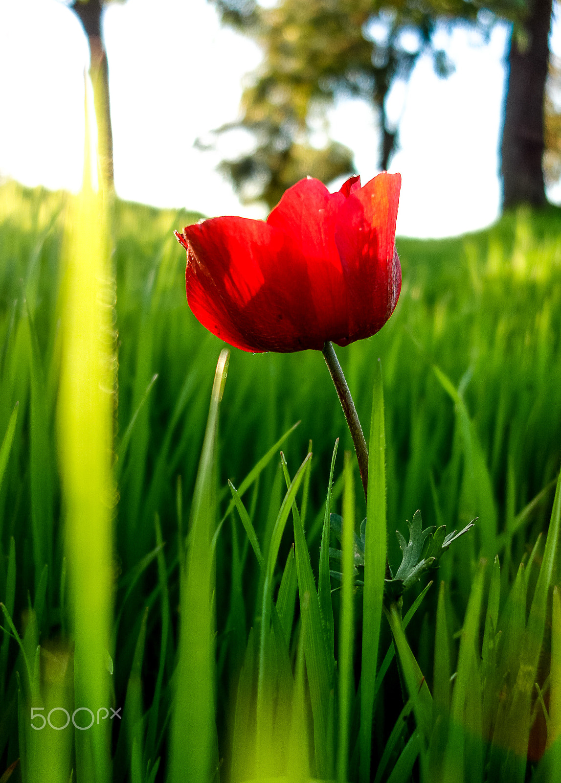 Sony DSC-N1 sample photo. Red anemones field winter blooming macro shot in green grass fie photography