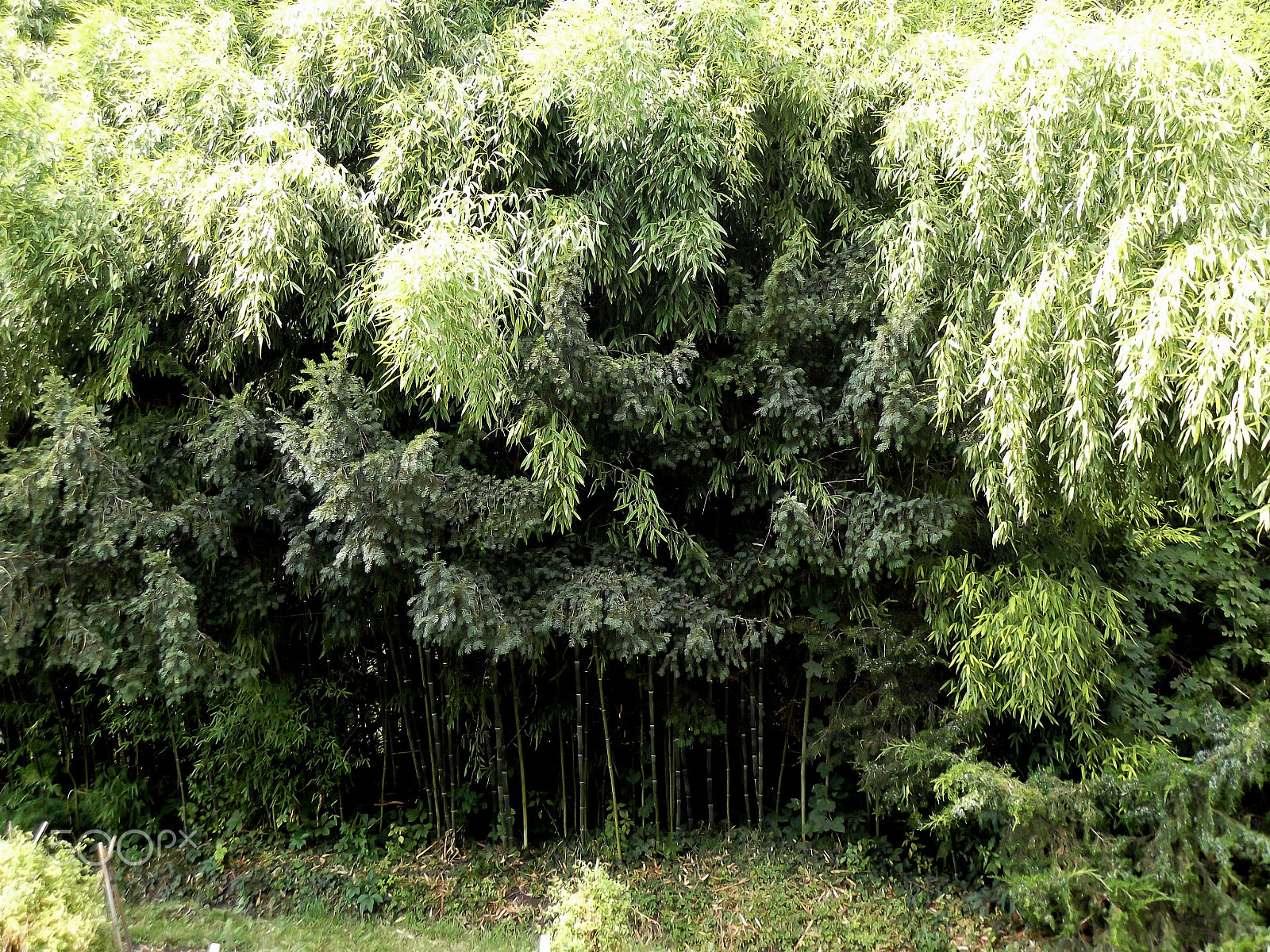 Fujifilm FinePix T310 sample photo. Bamboo photography