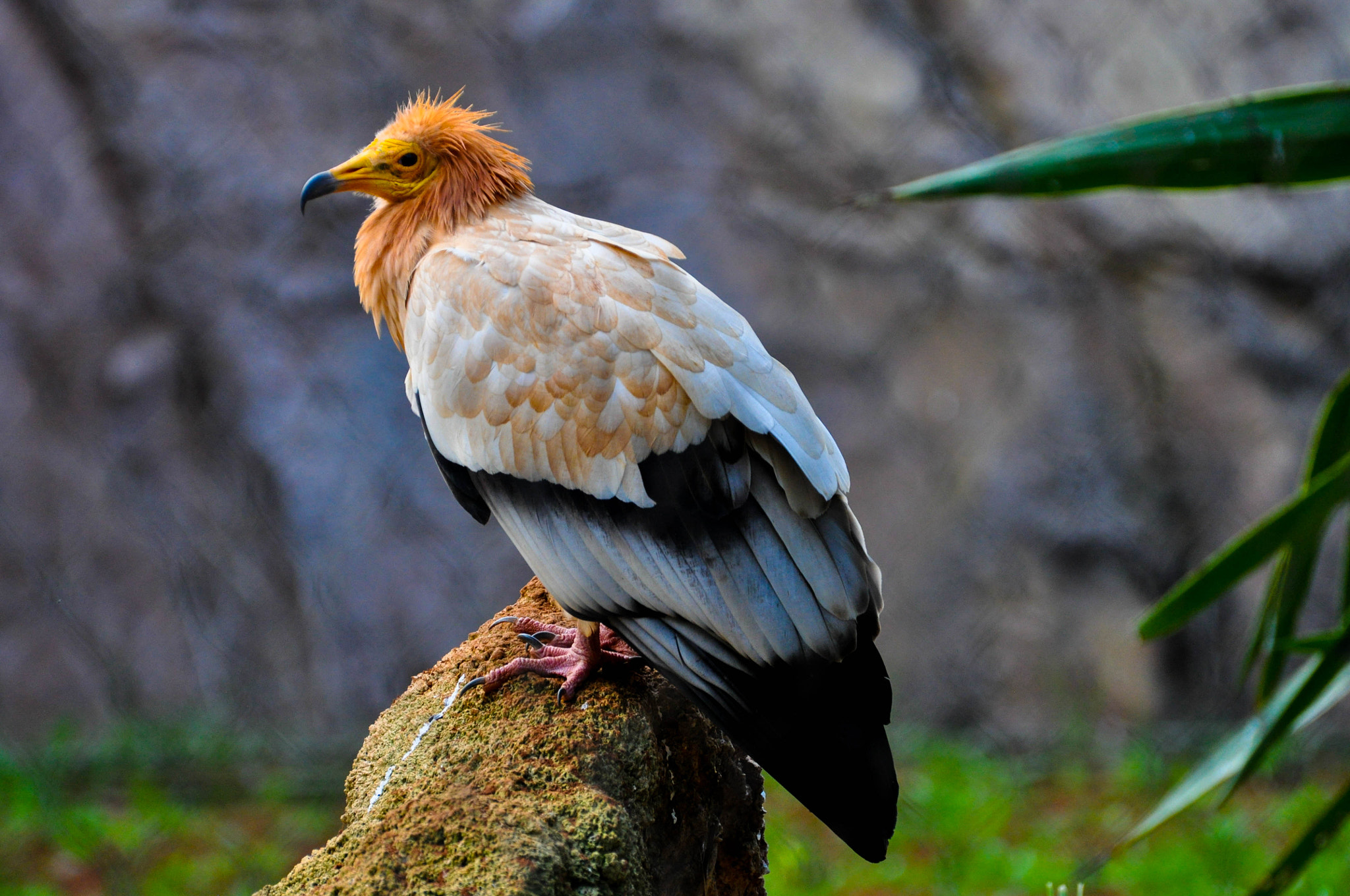 Nikon D5000 sample photo. Eagle photography