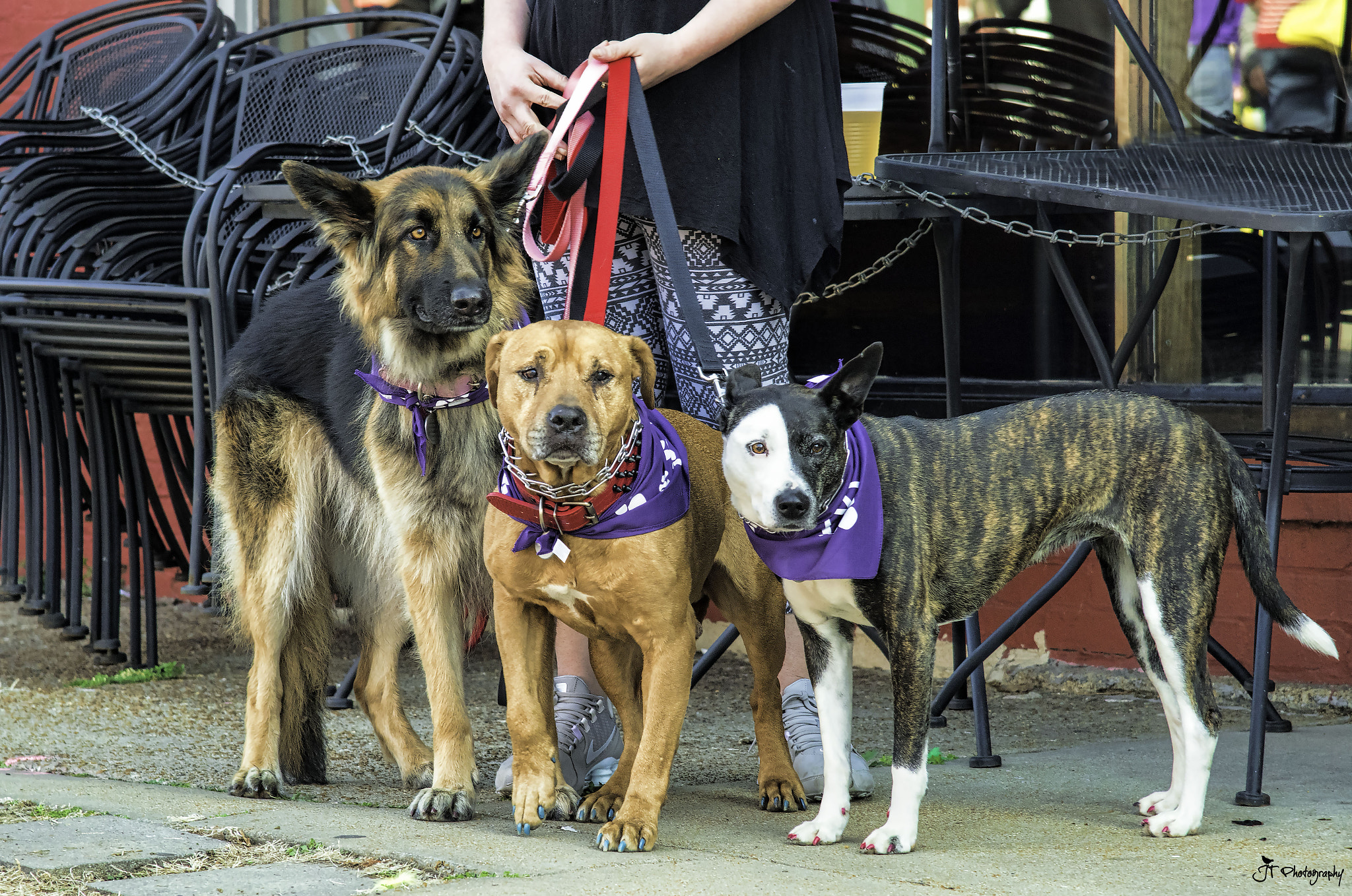 Nikon AF-S Nikkor 24-120mm F4G ED VR sample photo. Beggin' pet parade 2017 photography