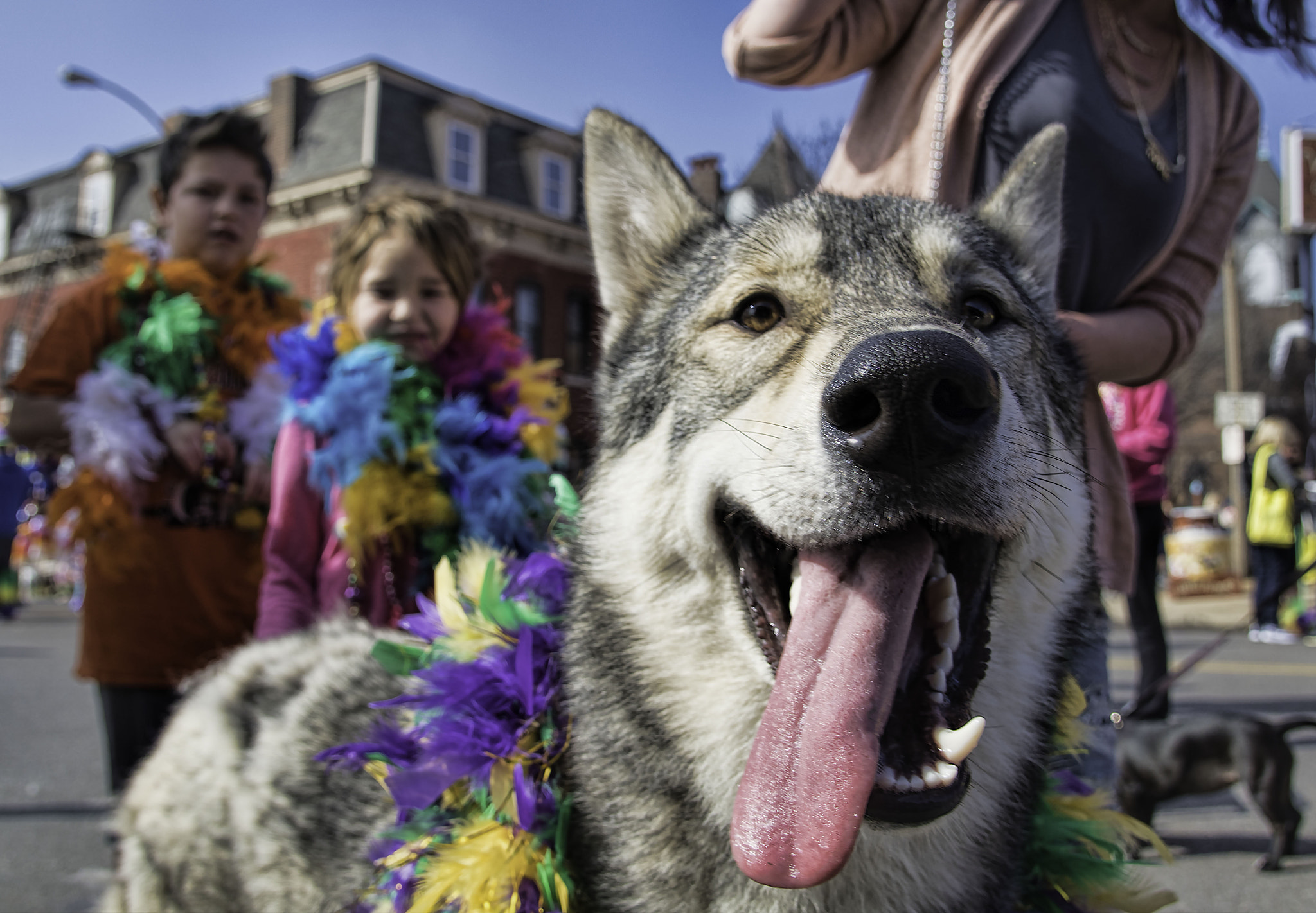 Nikon AF-S Nikkor 24-120mm F4G ED VR sample photo. Beggin' pet parade 2017 photography