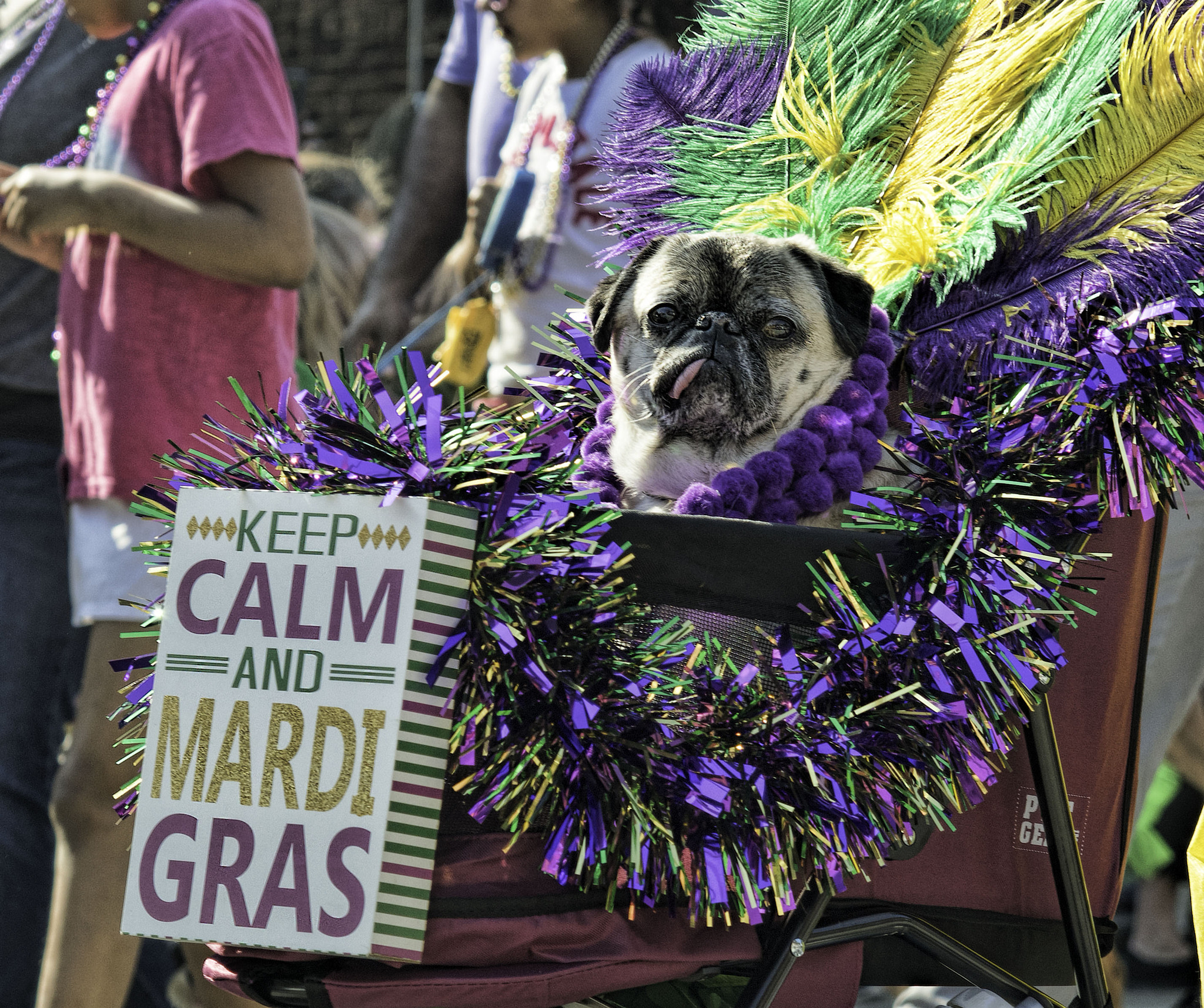 Nikon AF-S Nikkor 24-120mm F4G ED VR sample photo. Beggin' pet parade 2017 photography