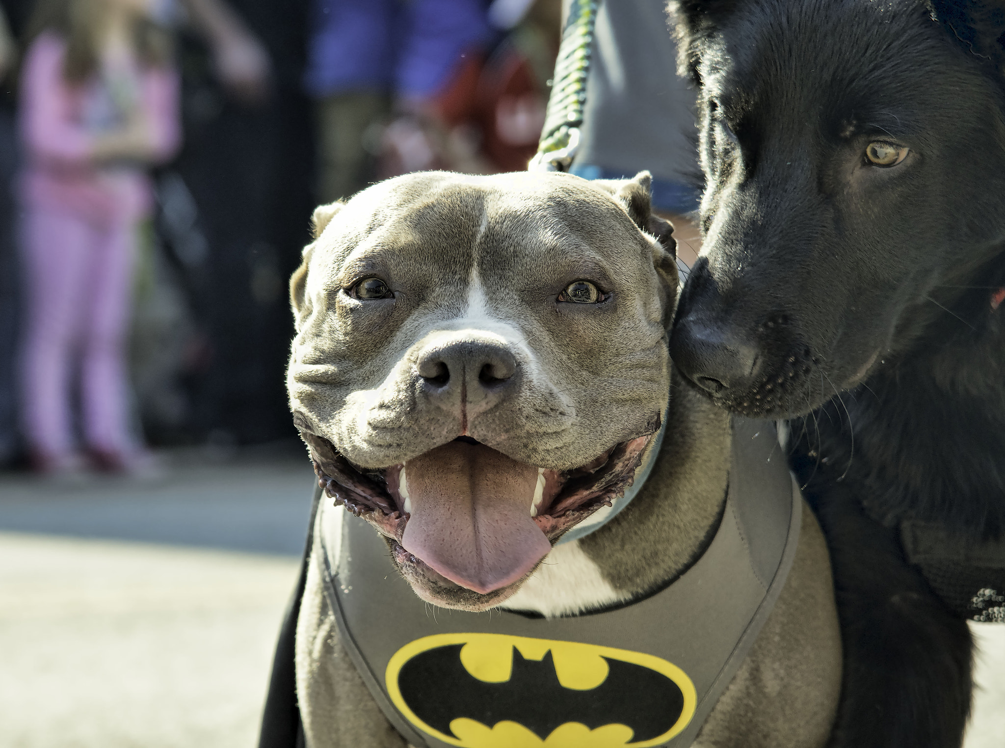 Nikon AF-S Nikkor 24-120mm F4G ED VR sample photo. Beggin' pet parade 2017 photography