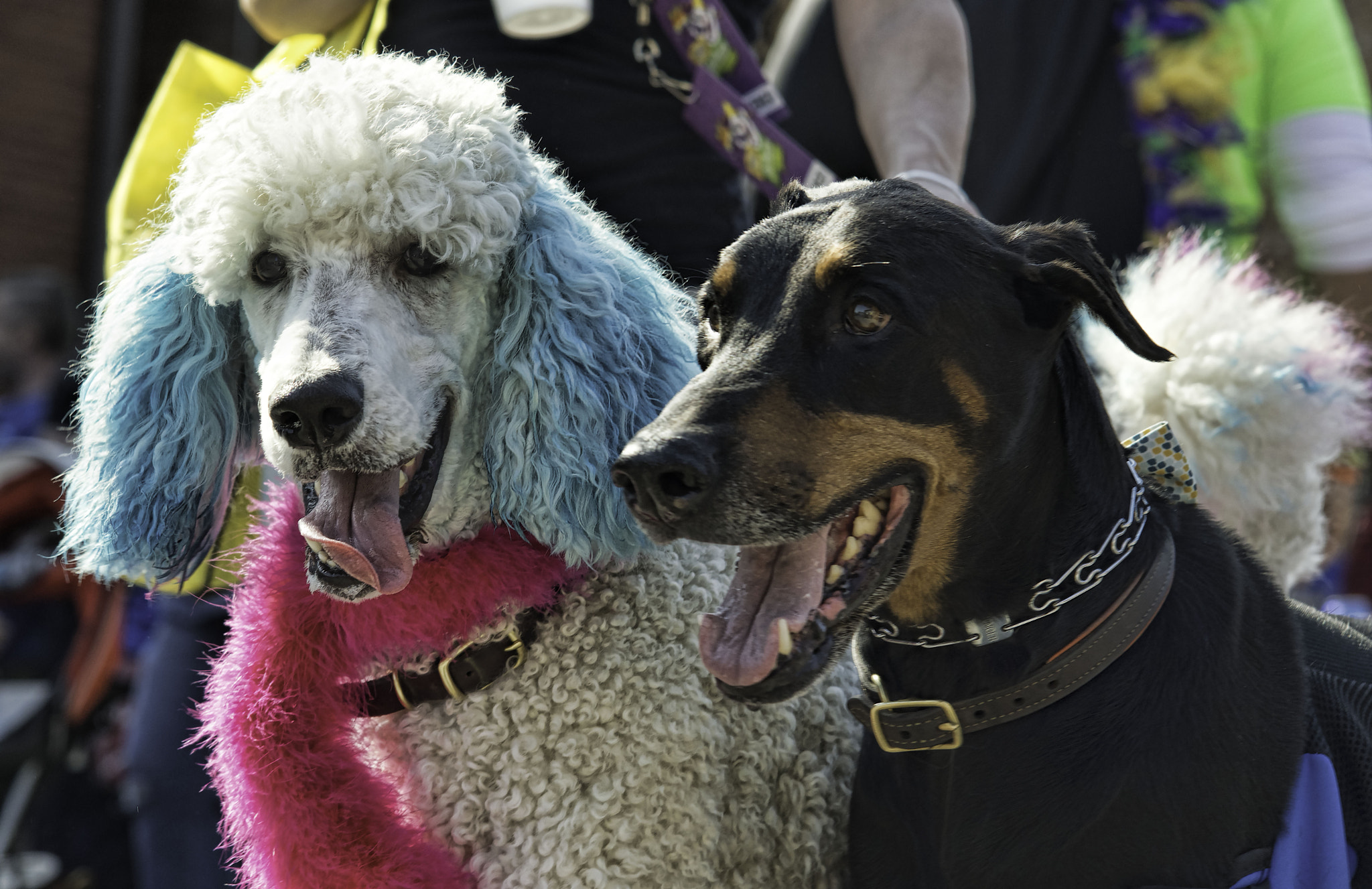 Nikon AF-S Nikkor 24-120mm F4G ED VR sample photo. Beggin' pet parade 2017 photography