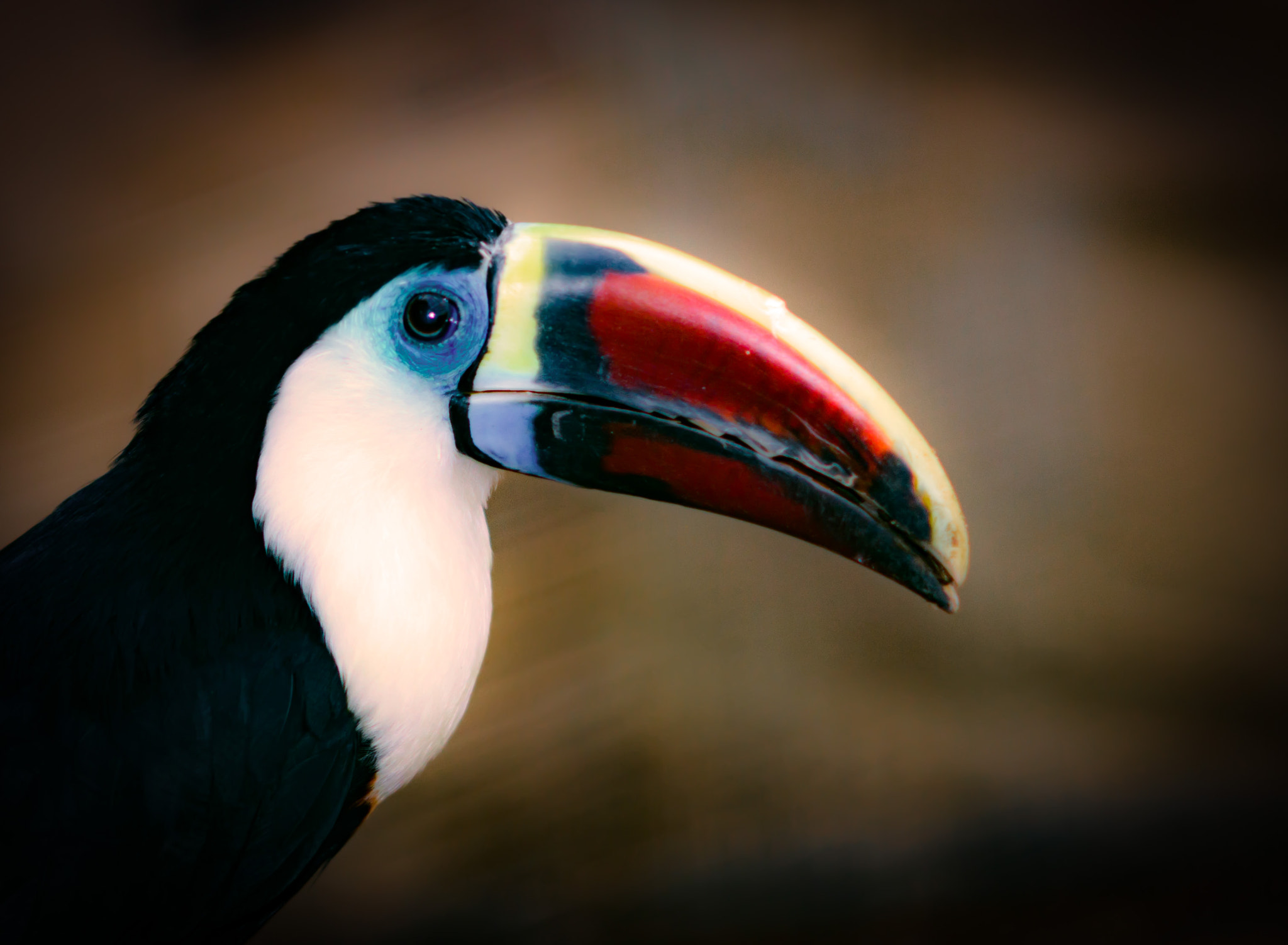 Nikon D800 + AF DC-Nikkor 135mm f/2D sample photo. Green aracari portrait photography