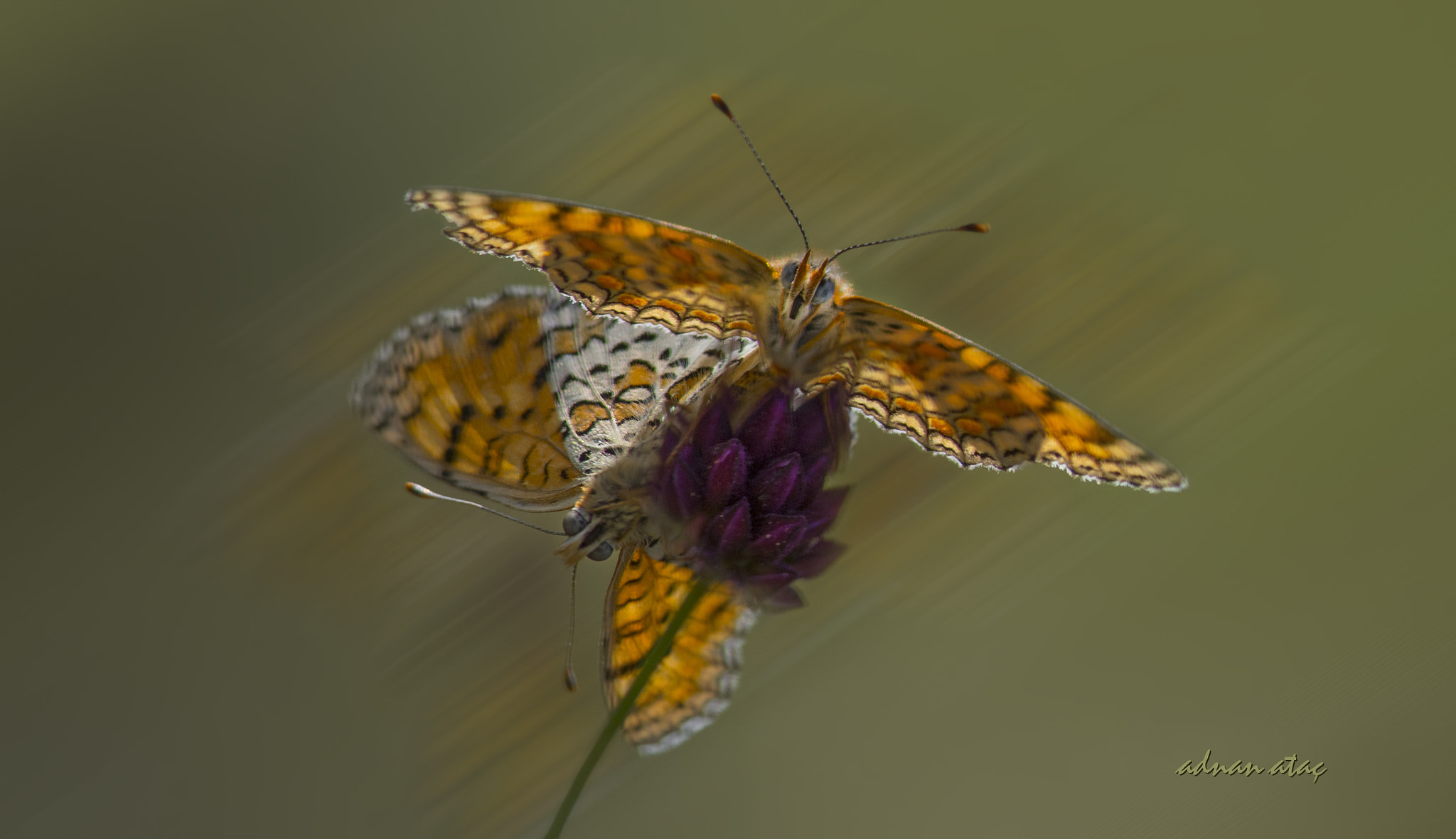 Nikon AF-S Micro-Nikkor 105mm F2.8G IF-ED VR sample photo. Cezayirli İparhan - melitaea punica - algerian fri photography