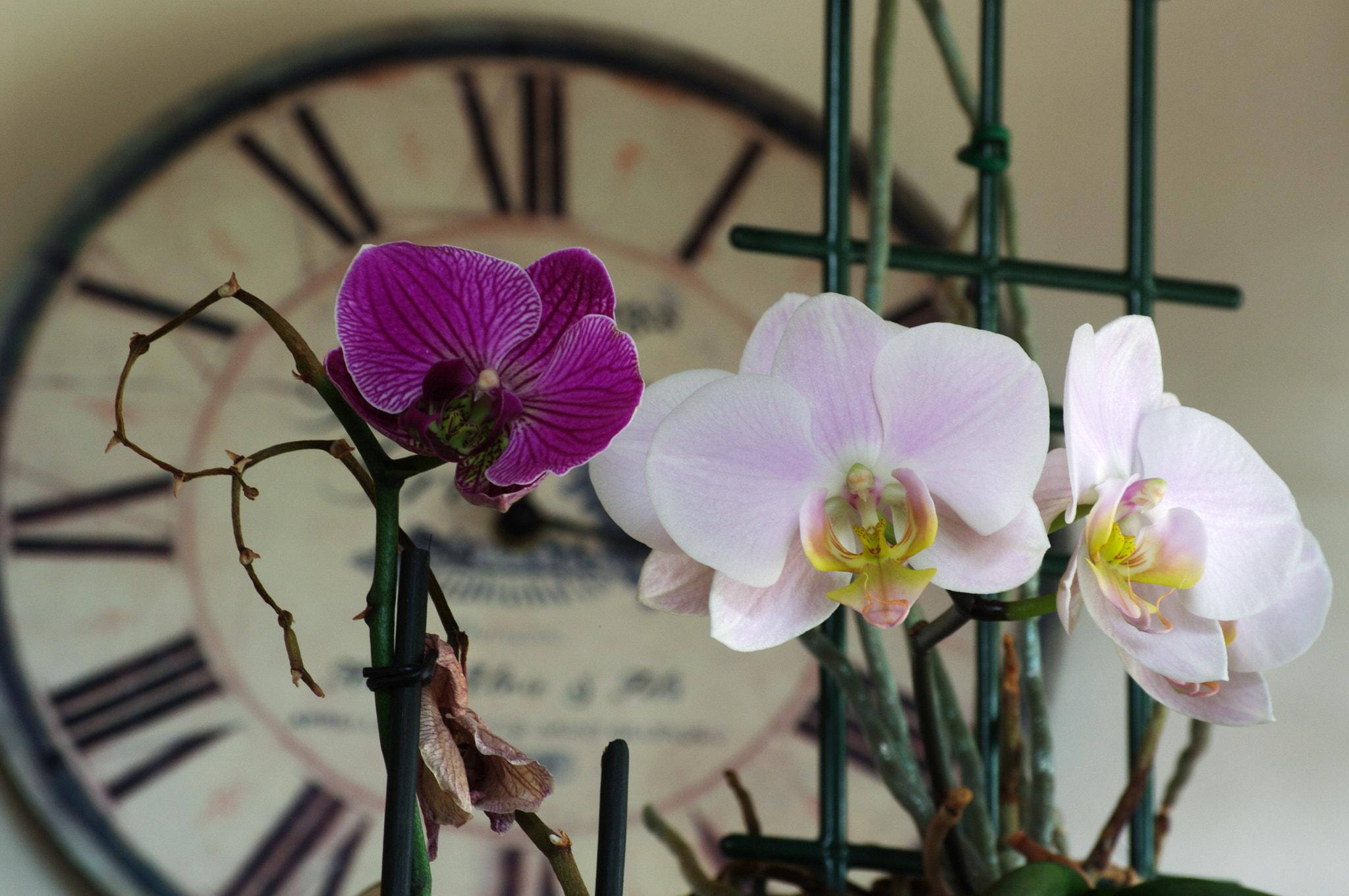 smc PENTAX-DA L 50-200mm F4-5.6 ED sample photo. To blossom time photography