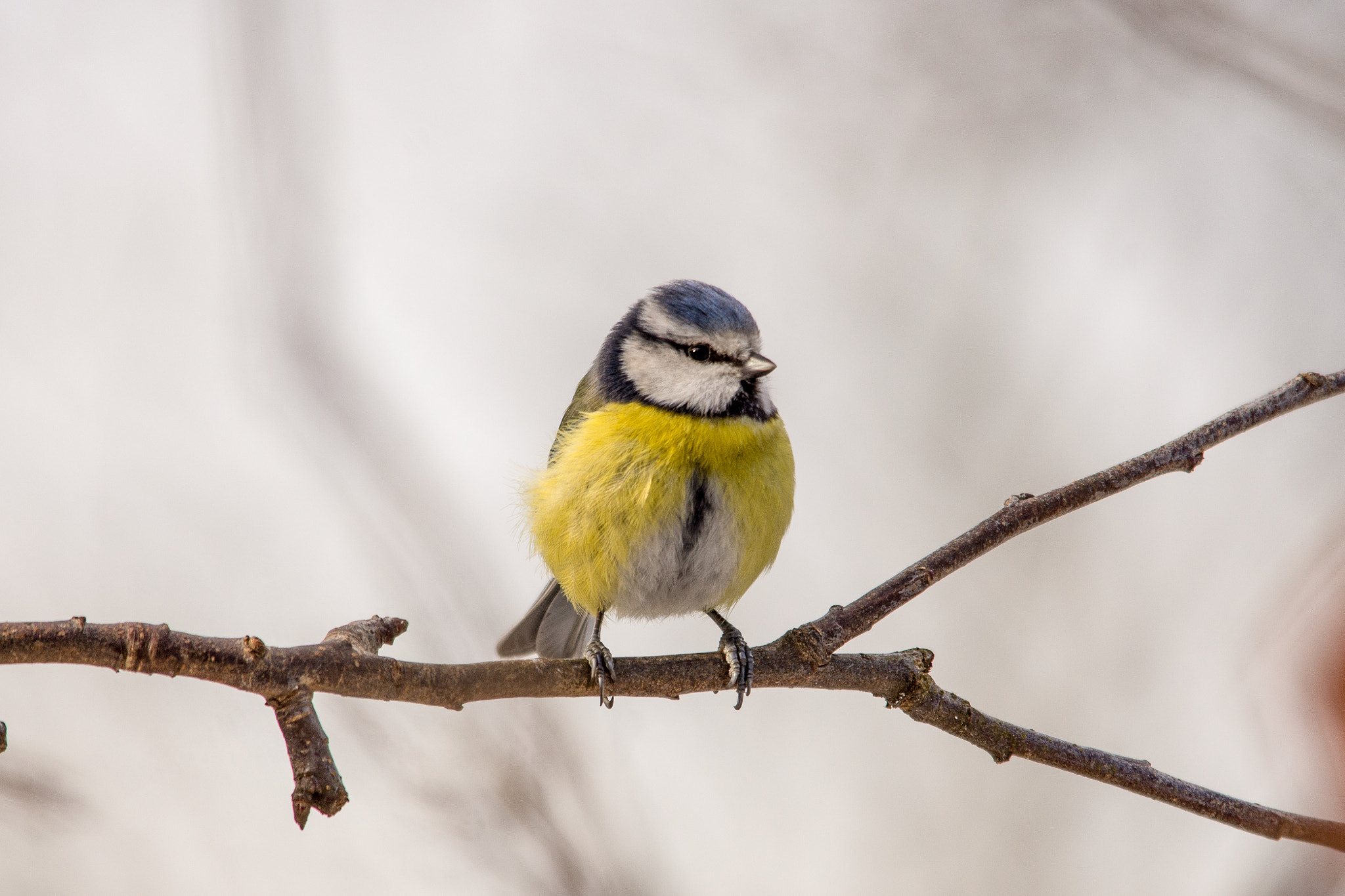 Sigma 150-500mm F5-6.3 DG OS HSM sample photo. Eurasian blue tit photography