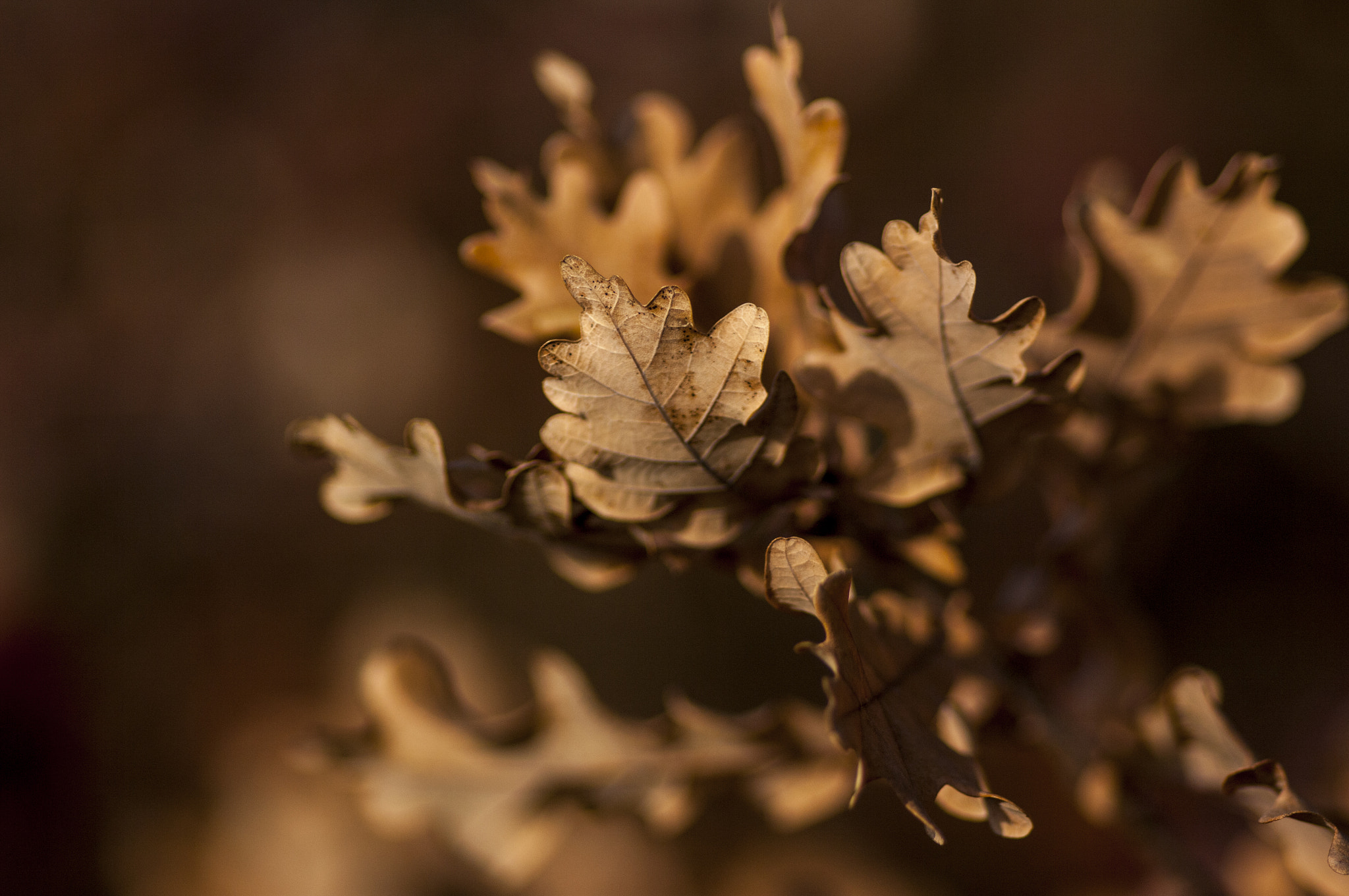 Pentax smc D-FA 100mm F2.8 Macro WR sample photo. Quercum photography