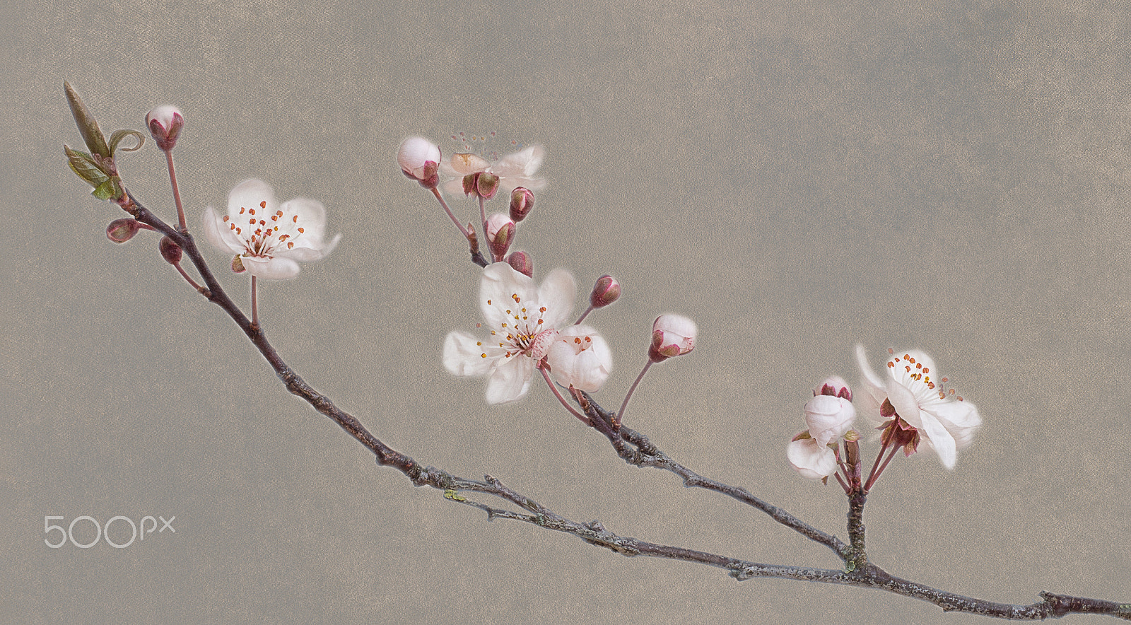 Olympus M.Zuiko Digital ED 60mm F2.8 Macro sample photo. Cherry blossom photography