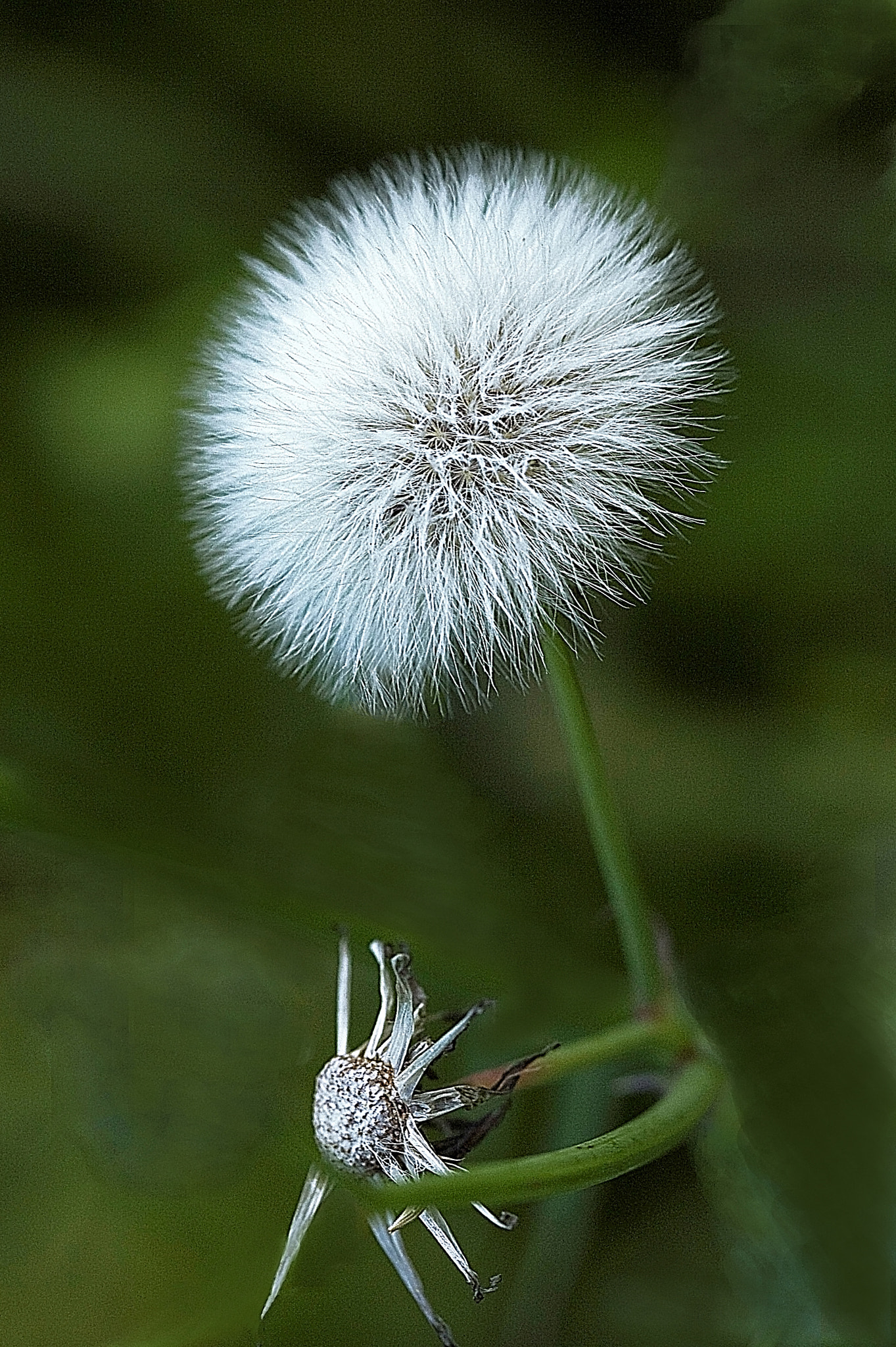 Canon EOS 5D + Canon EF 100mm F2.8 Macro USM sample photo. Macro photography