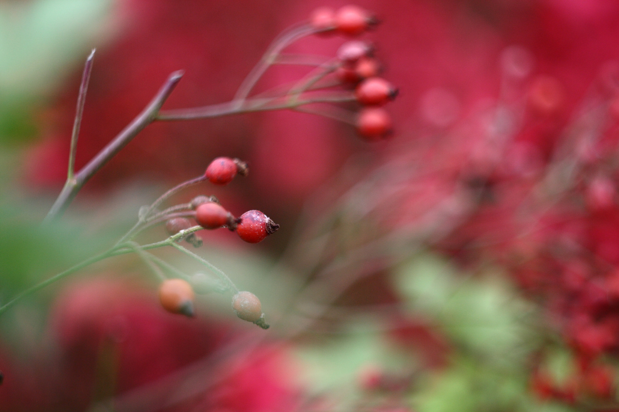 Canon EF 35-80mm f/4-5.6 sample photo. Escaramujo photography
