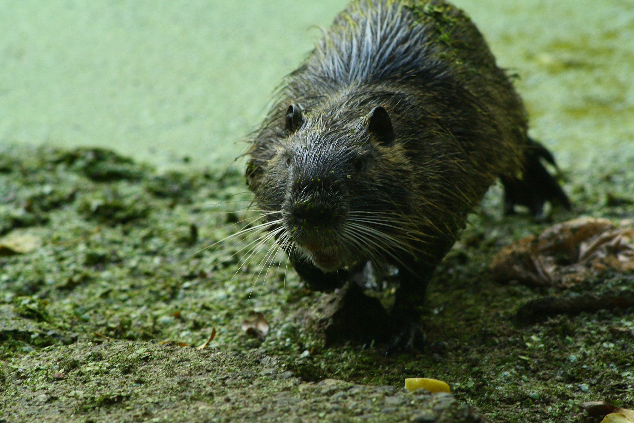 Canon EF 70-210mm f/3.5-4.5 USM sample photo. Nutria photography