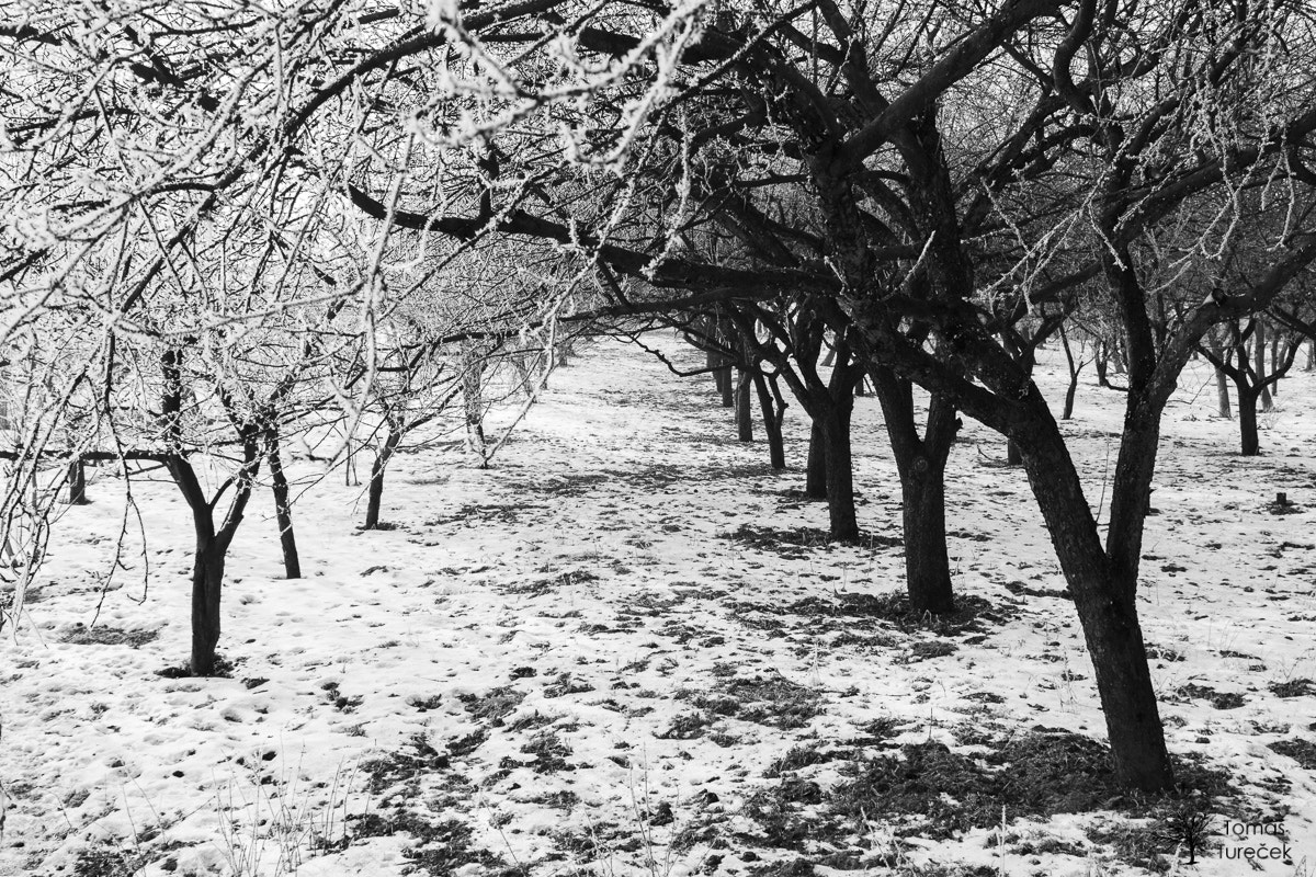 Canon EOS 450D (EOS Rebel XSi / EOS Kiss X2) sample photo. Black & white orchard photography