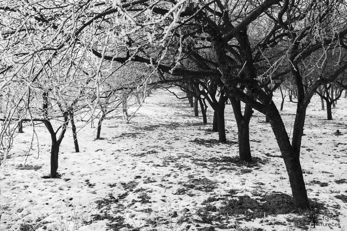Tamron SP AF 17-50mm F2.8 XR Di II LD Aspherical (IF) sample photo. Black & white orchard photography