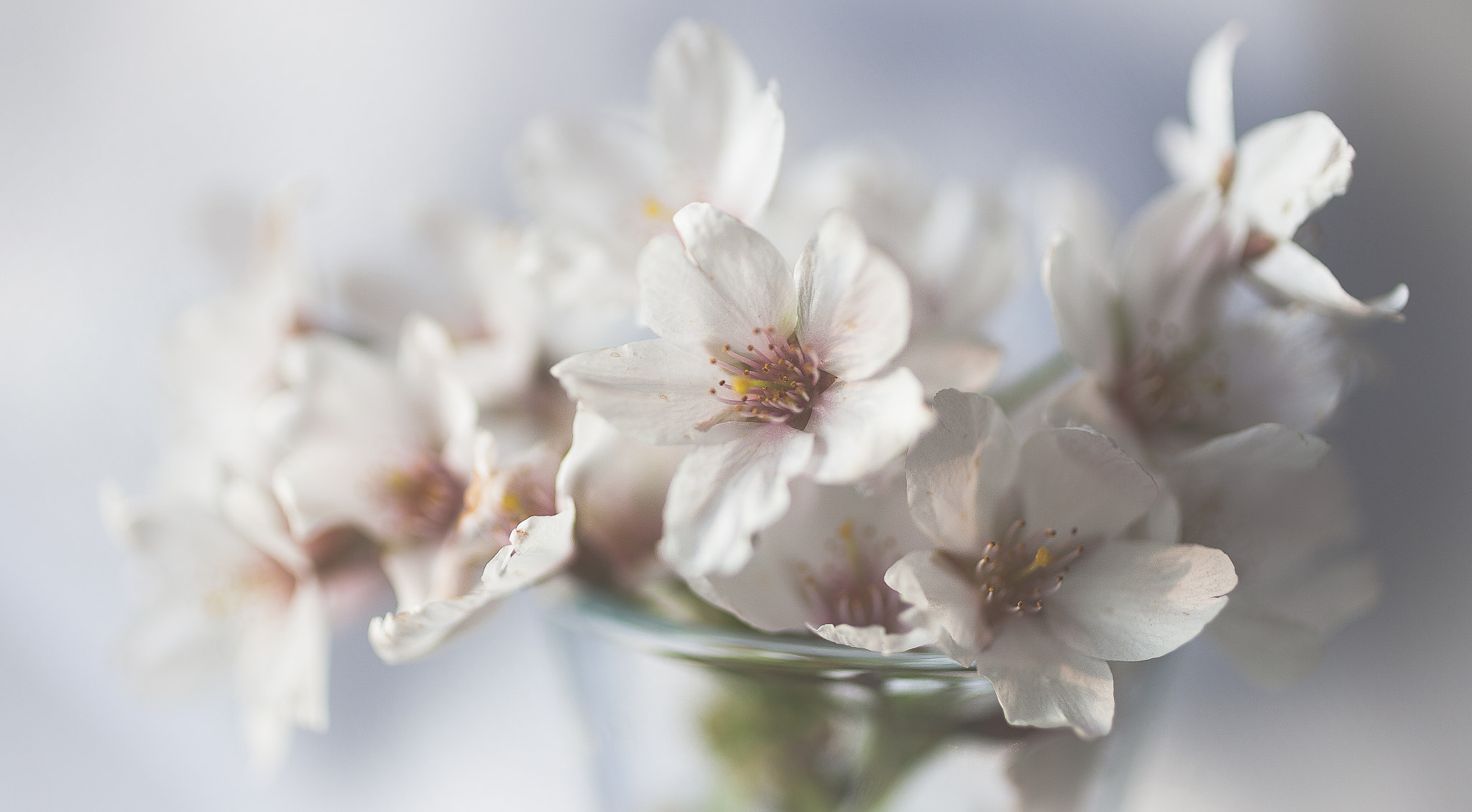Canon EOS 5D + Canon EF 50mm F2.5 Macro sample photo. **** photography