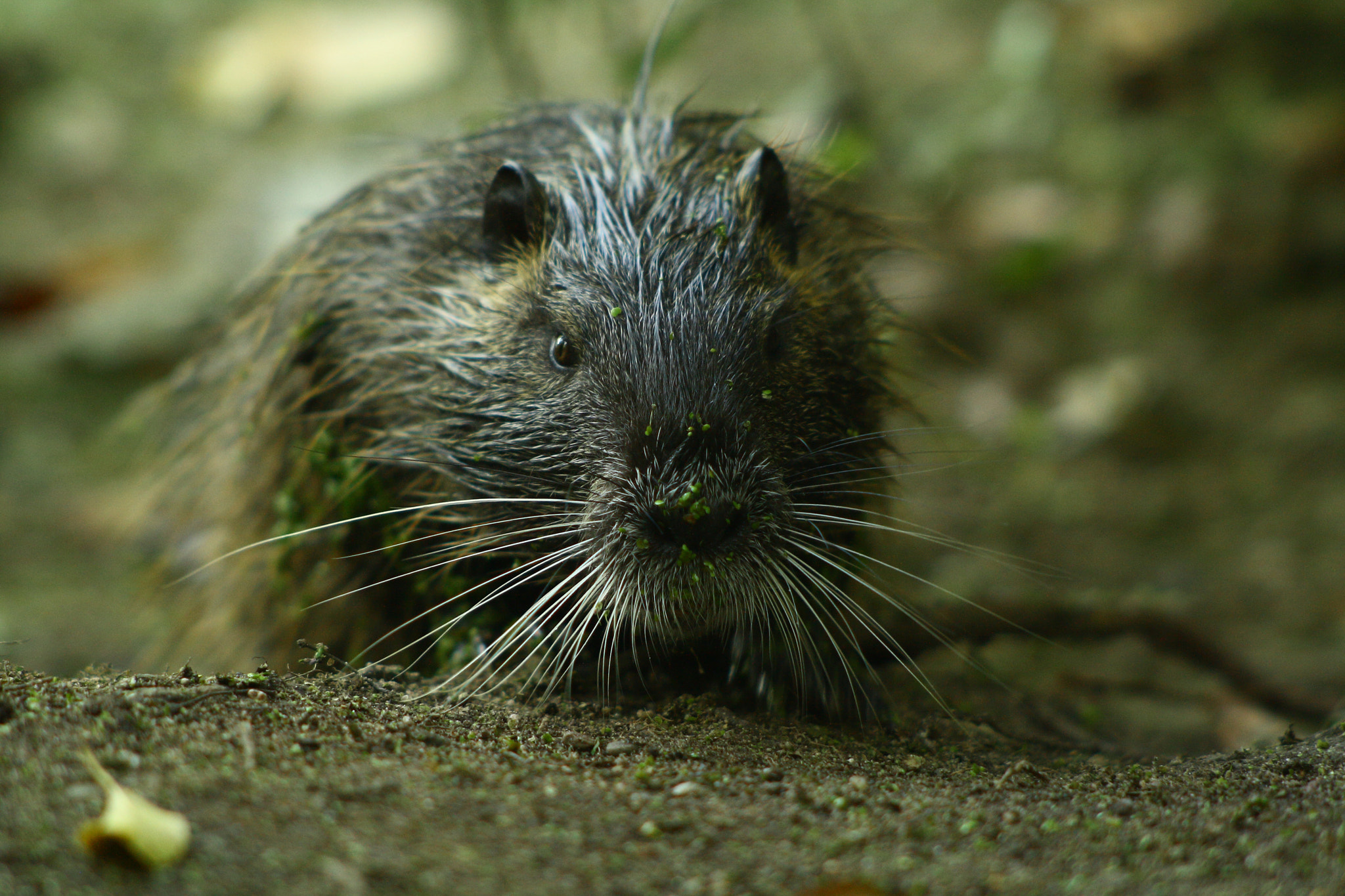 Canon EF 70-210mm f/3.5-4.5 USM sample photo. Nutria photography