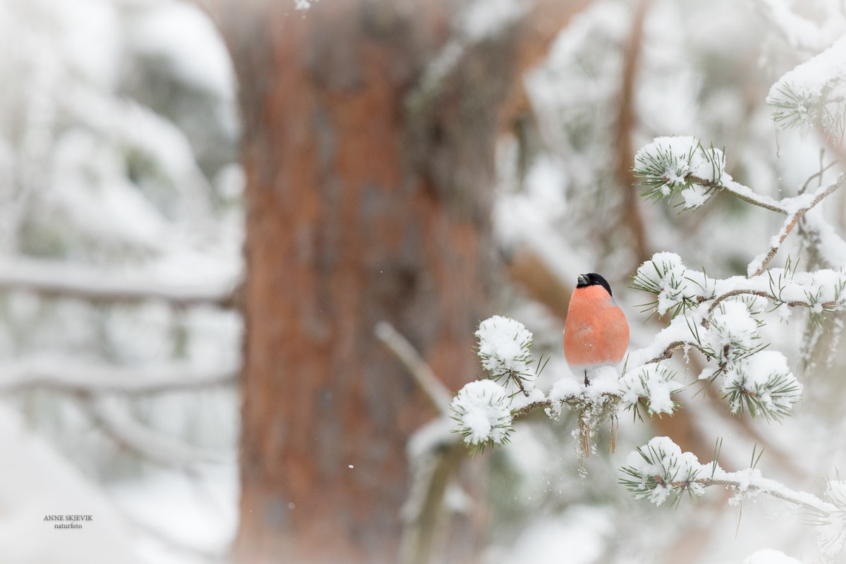 Canon EF 300mm F2.8L IS II USM sample photo. Bullfinch (pyrrhula pyrrhula) photography