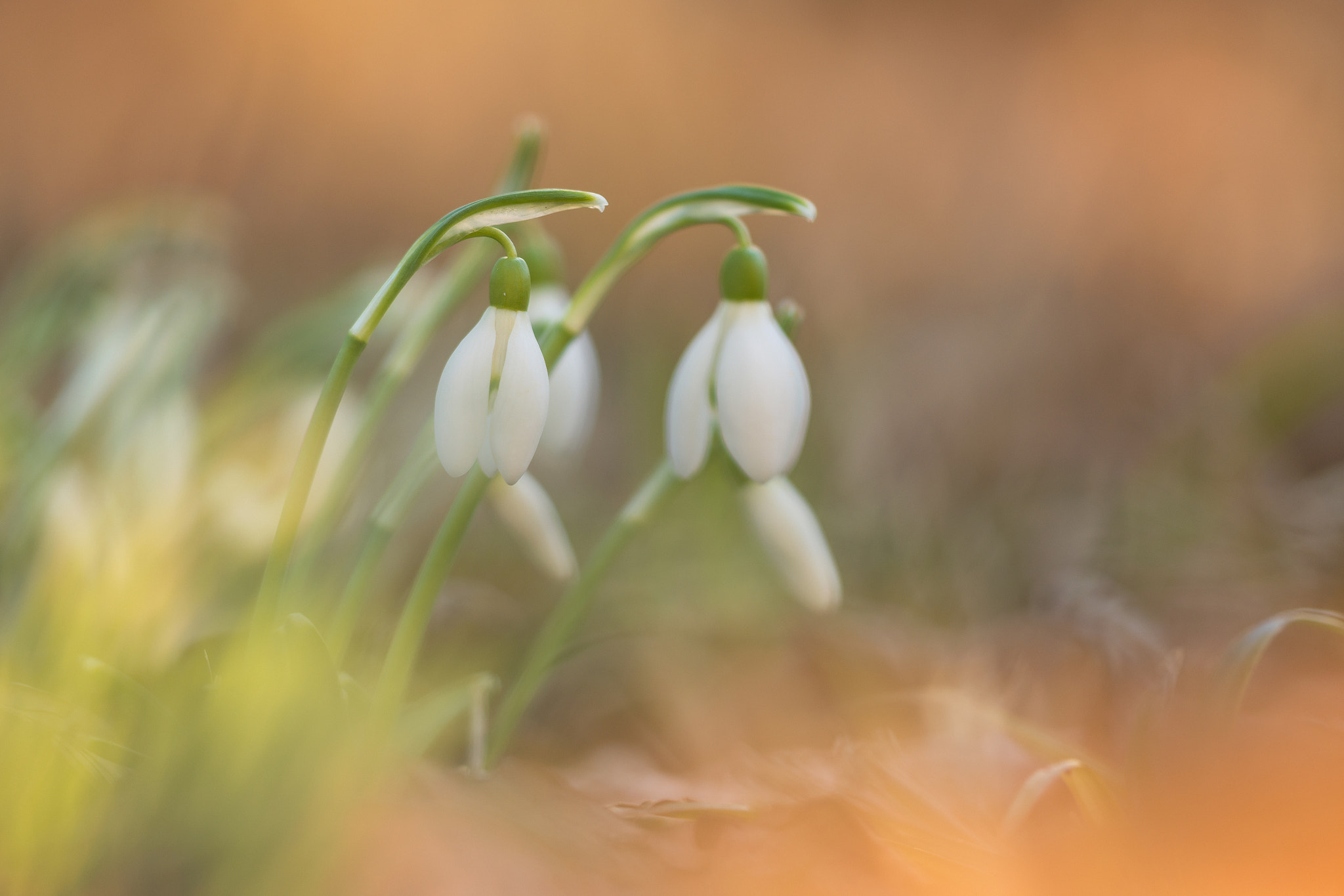 Sigma 150mm F2.8 EX DG Macro HSM sample photo. Galanthus nivalis photography