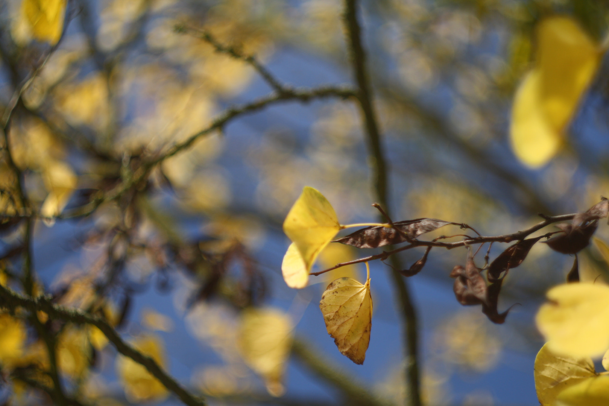 Canon EF 35-80mm f/4-5.6 sample photo. Autumn bokeh photography