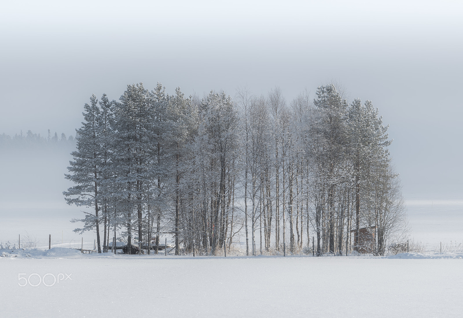 Nikon AF-S Nikkor 200-500mm F5.6E ED VR sample photo. Nature monochrome photography