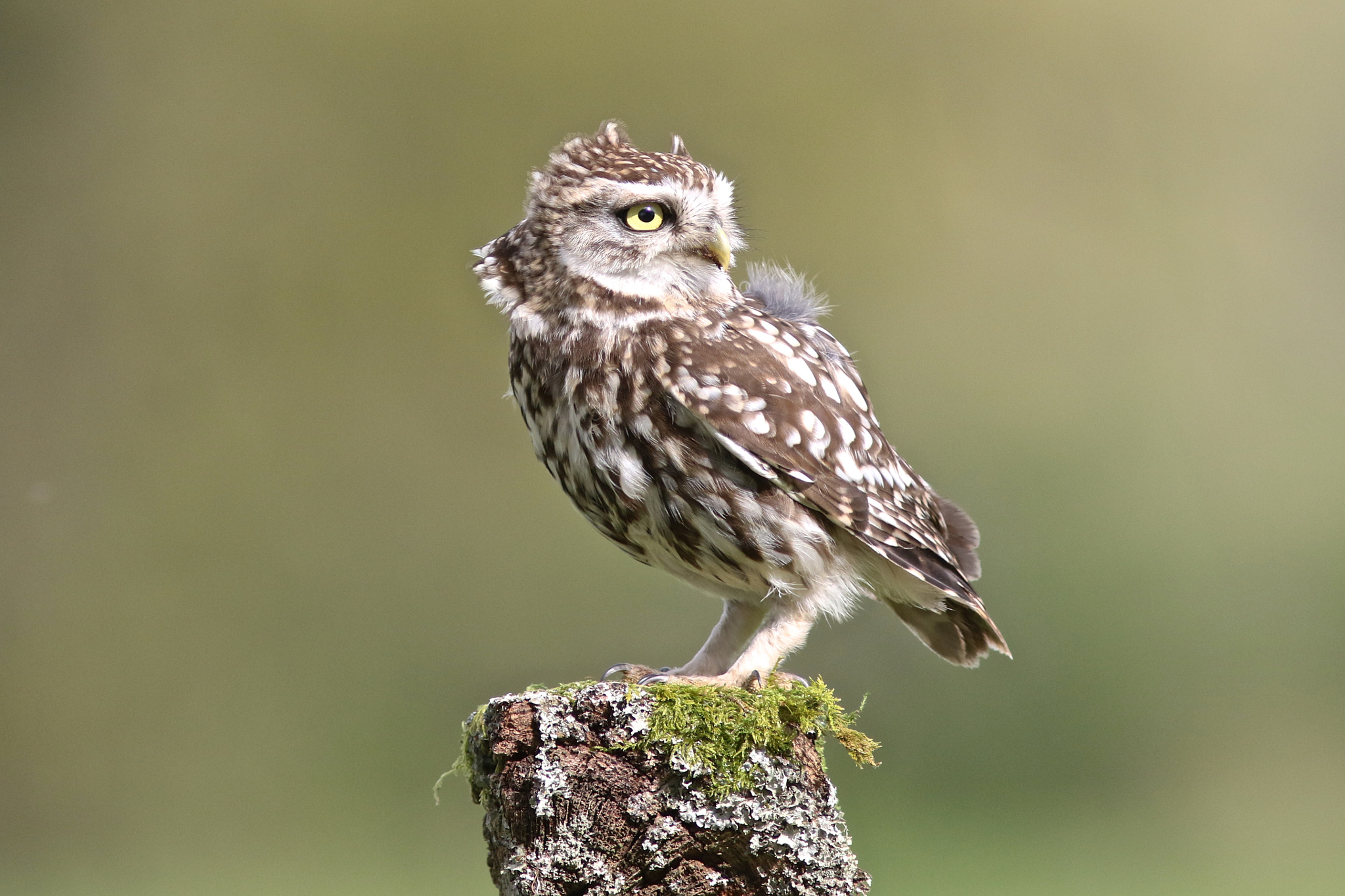 Canon EOS 7D Mark II + Canon EF 300mm F4L IS USM sample photo. Little owl photography