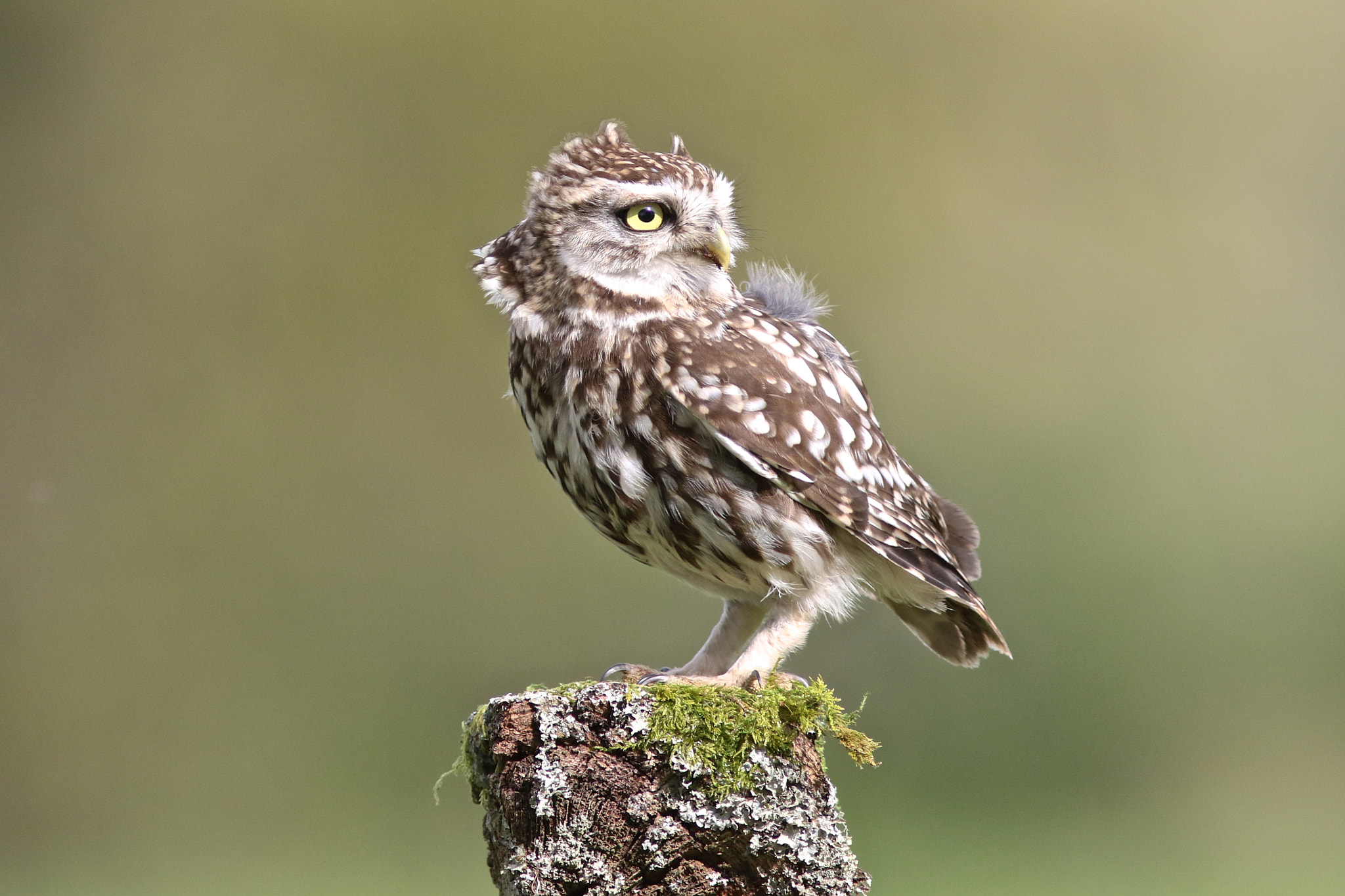 Canon EF 300mm F4L IS USM sample photo. Little owl photography
