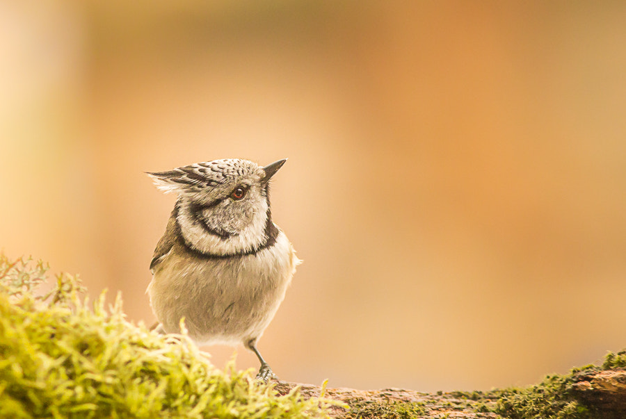 Canon EOS 60D + Canon EF 300mm F4L IS USM sample photo. Head's up photography