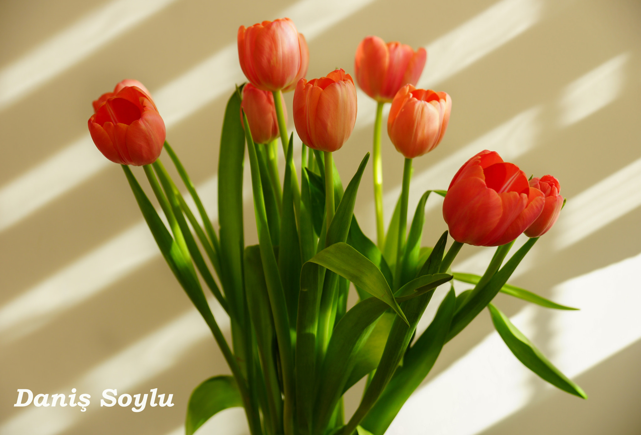 Sony SLT-A65 (SLT-A65V) sample photo. Tulips near the window photography