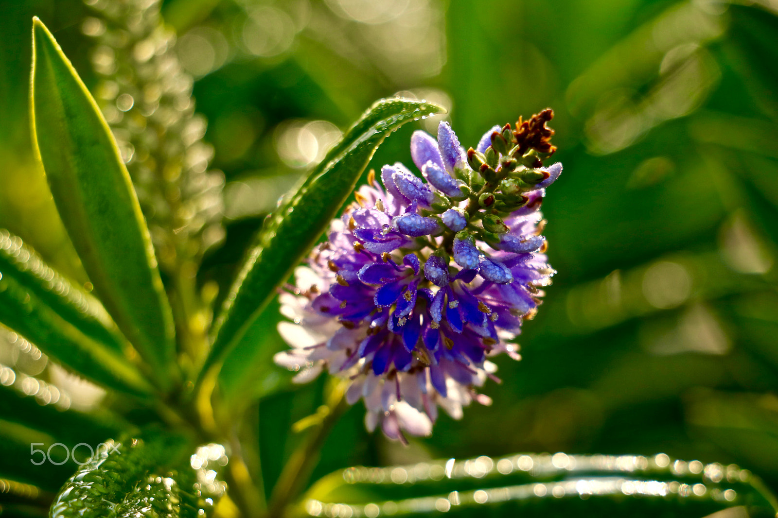 Canon EOS 760D (EOS Rebel T6s / EOS 8000D) + Canon EF-S 18-135mm F3.5-5.6 IS STM sample photo. Petite fleur de fin d'hiver. photography